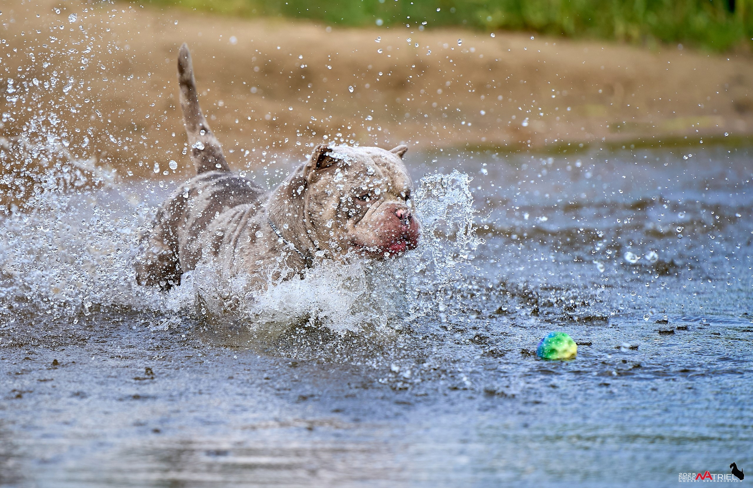 Съемка собак породы булли на природе