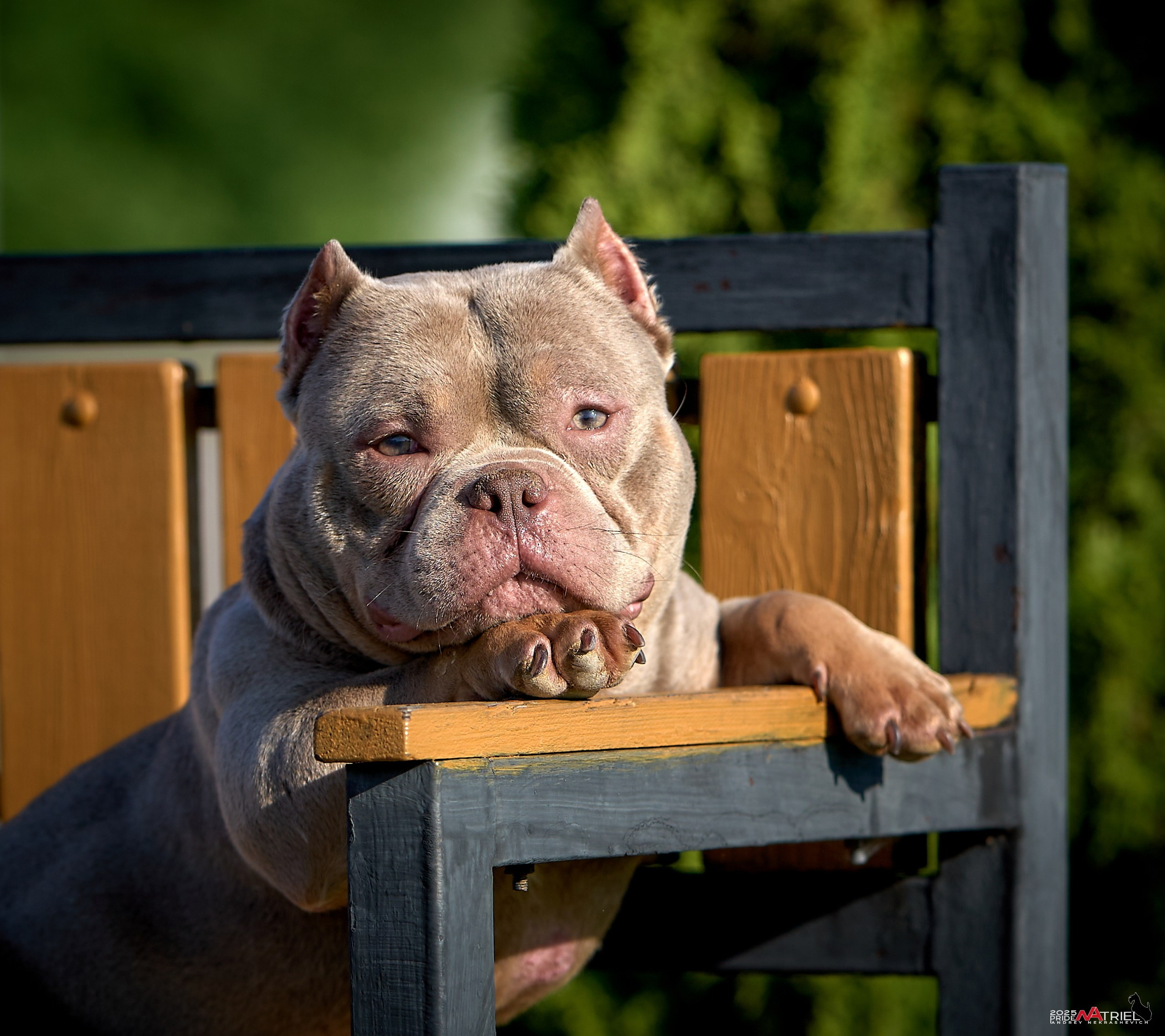 Съемка собак породы булли на природе