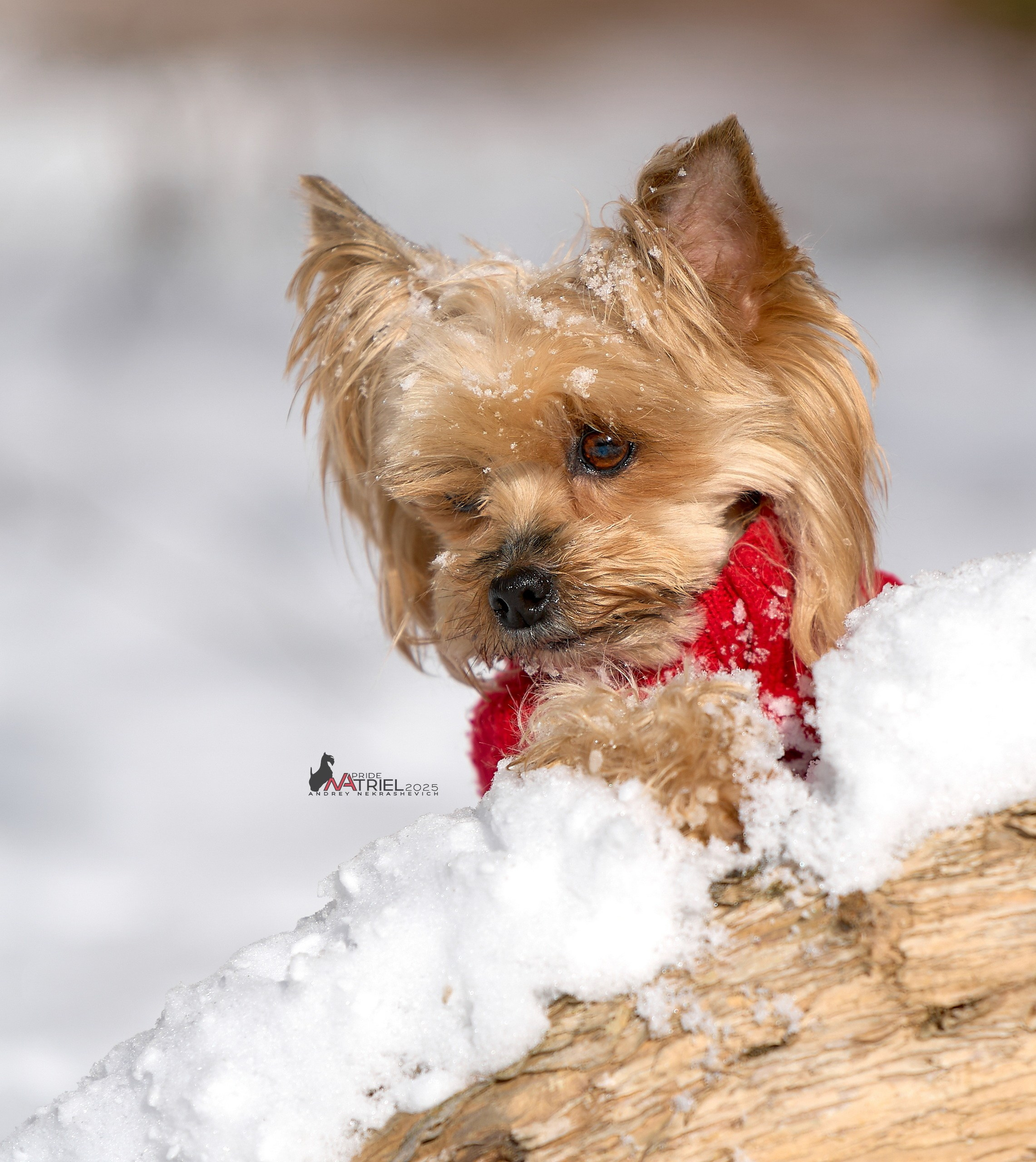 Фотопрогулка с моими собаками