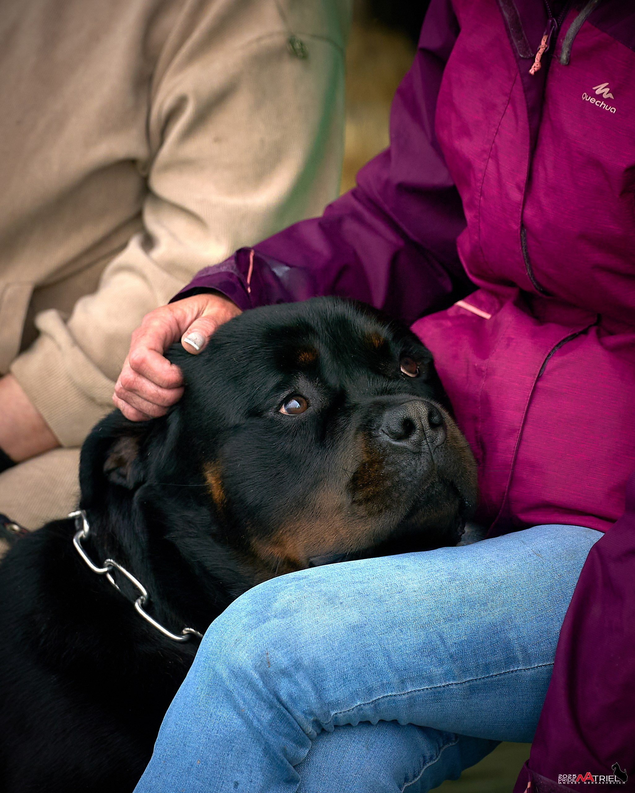 Репортаж с выставки собак