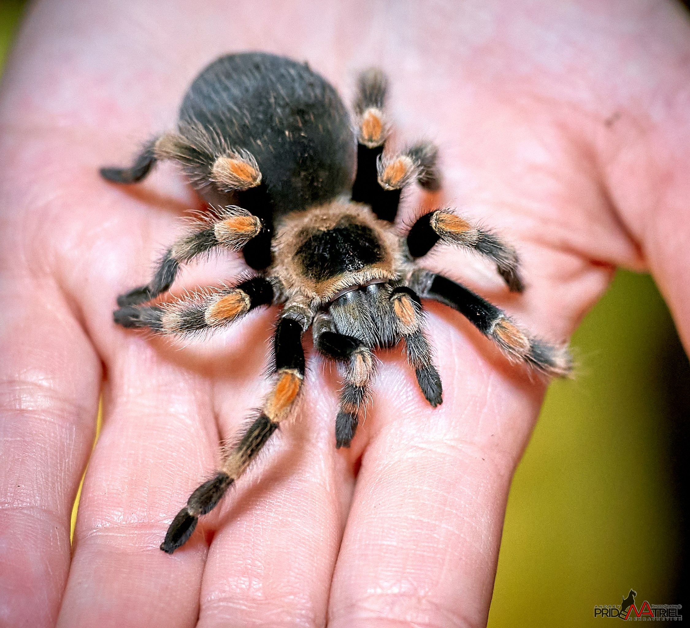 Выставки животных — галерея NATRIEL