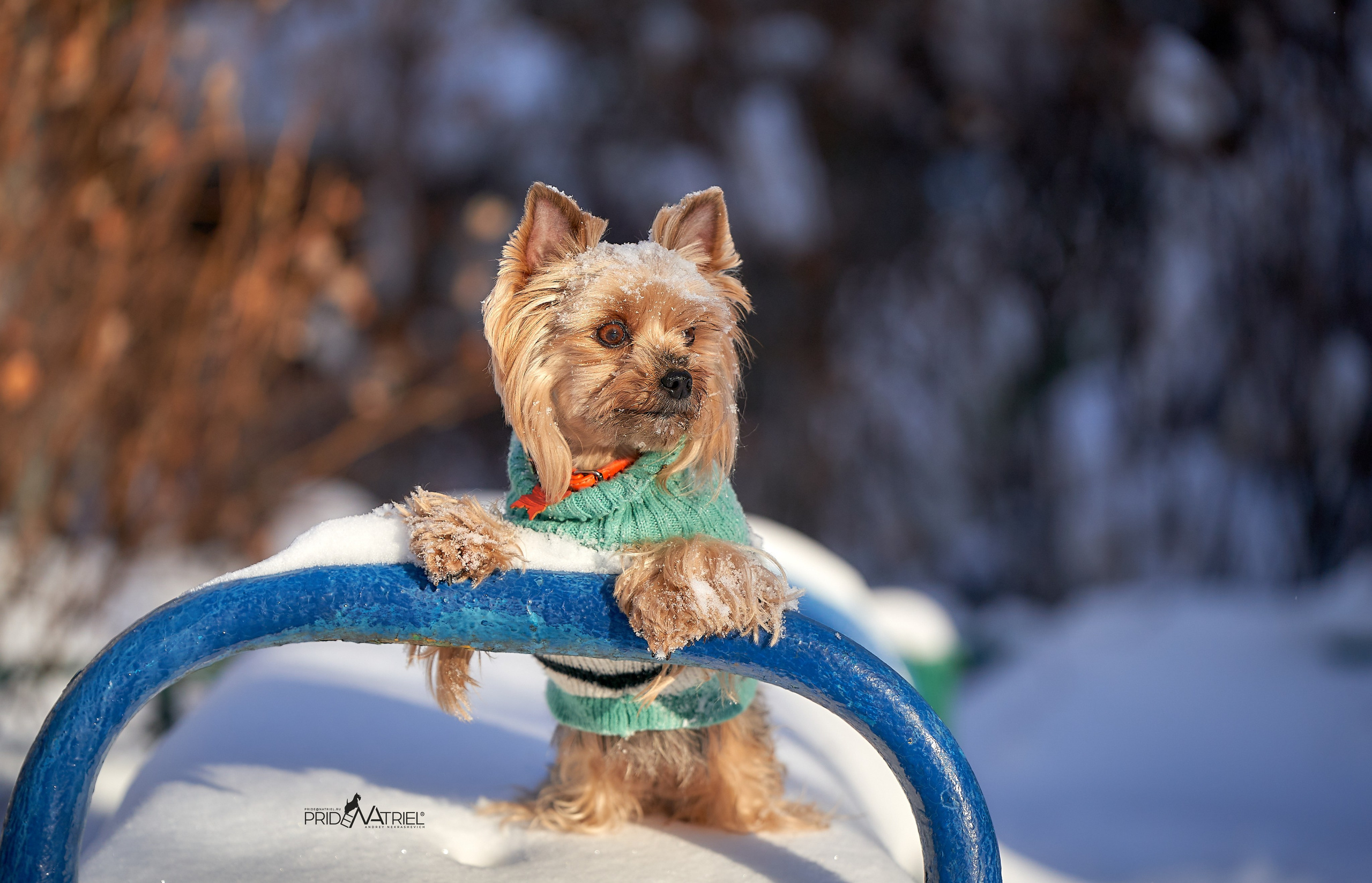Йоркширский терьер Циля