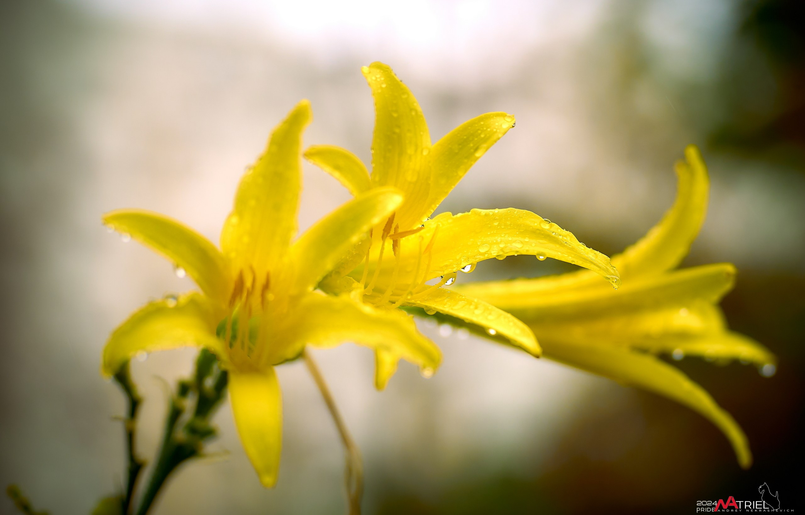 Съемка природы после дождя