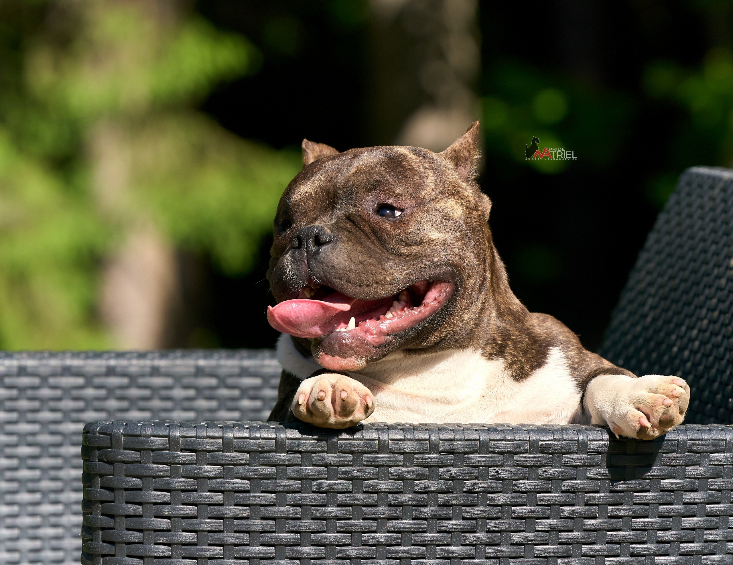 Портреты собак — галерея NATRIEL