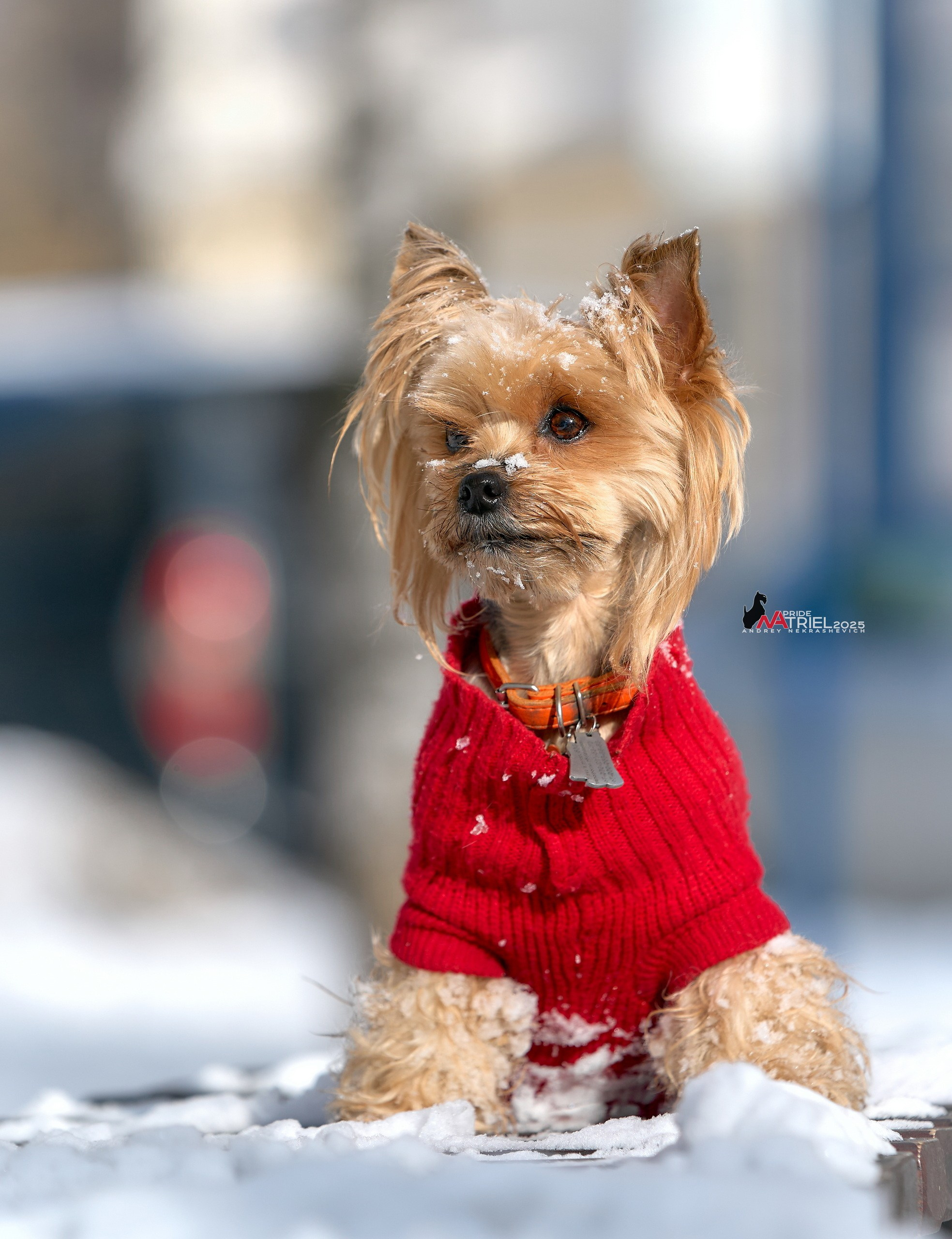 Фотопрогулка с моими собаками