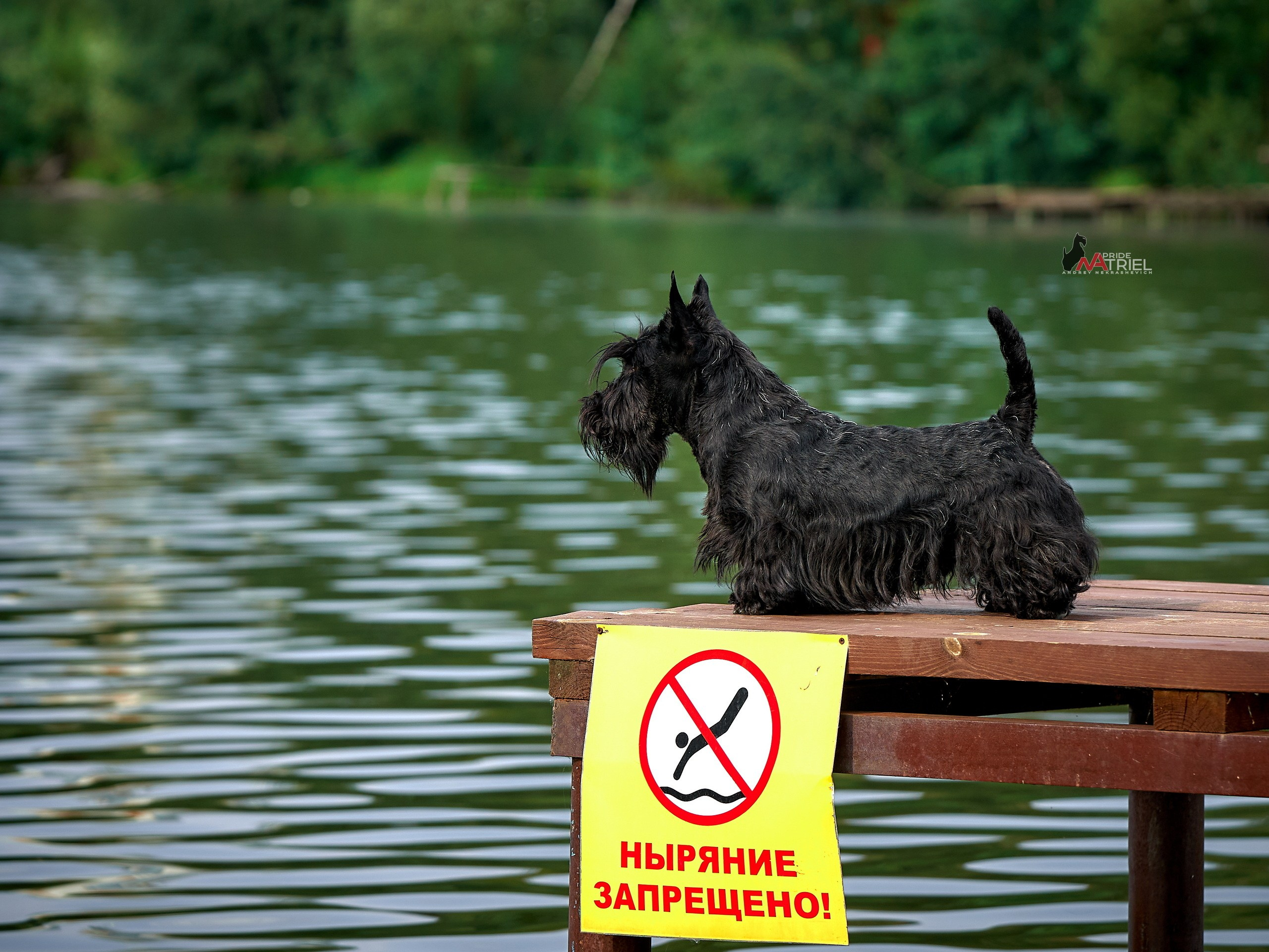 Портреты собак — галерея NATRIEL