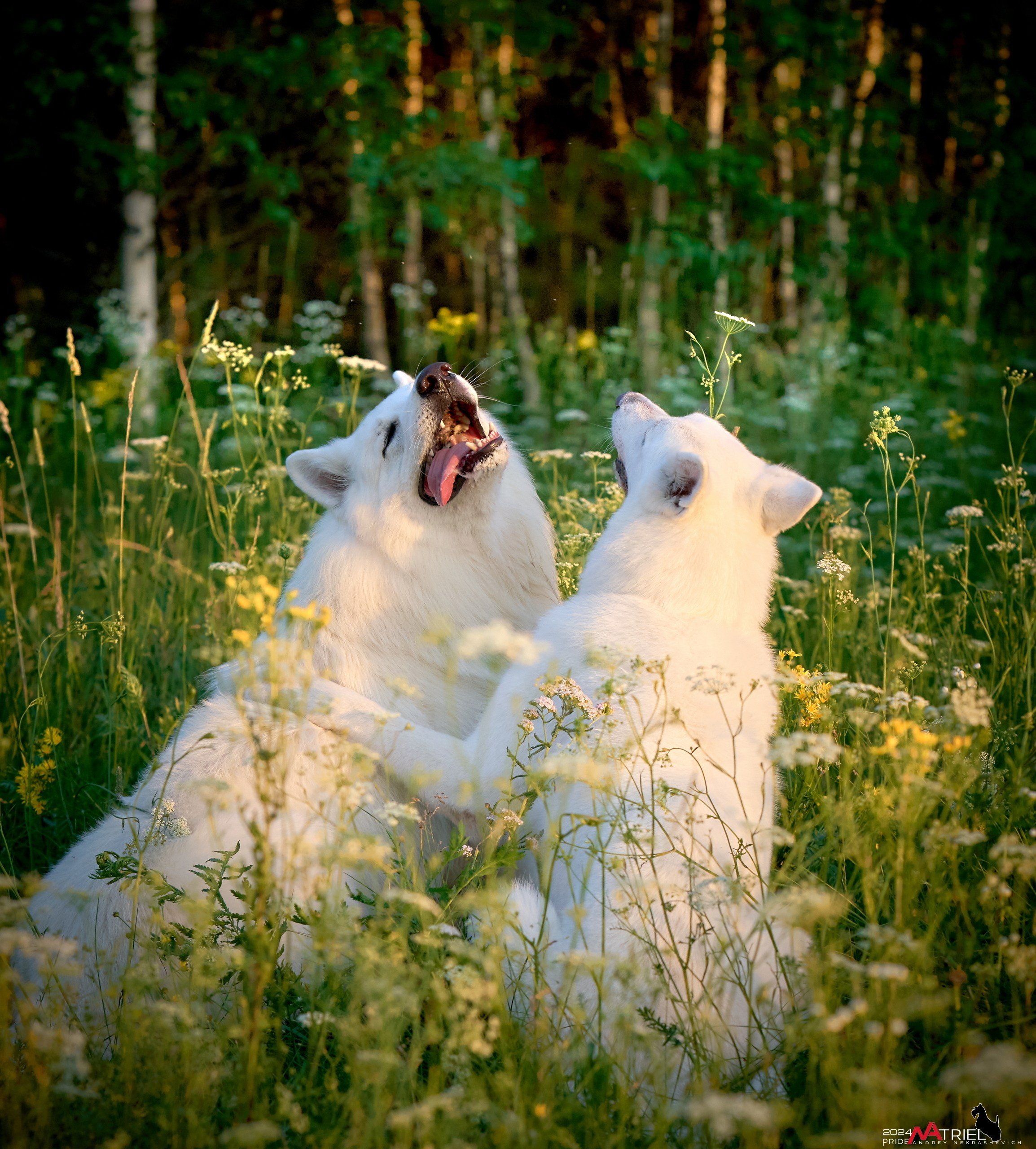 Репортаж из кинологического лагеря