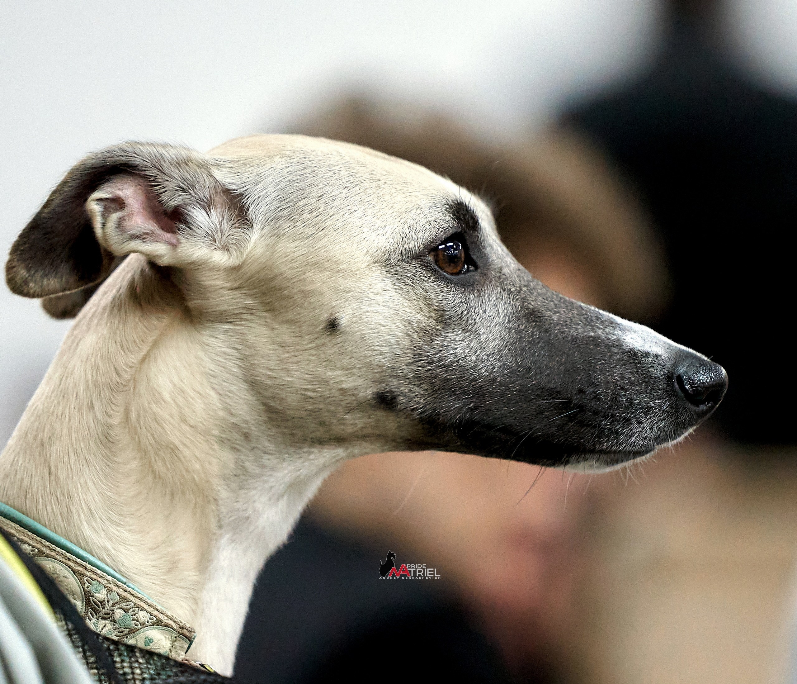 Портреты собак — галерея NATRIEL