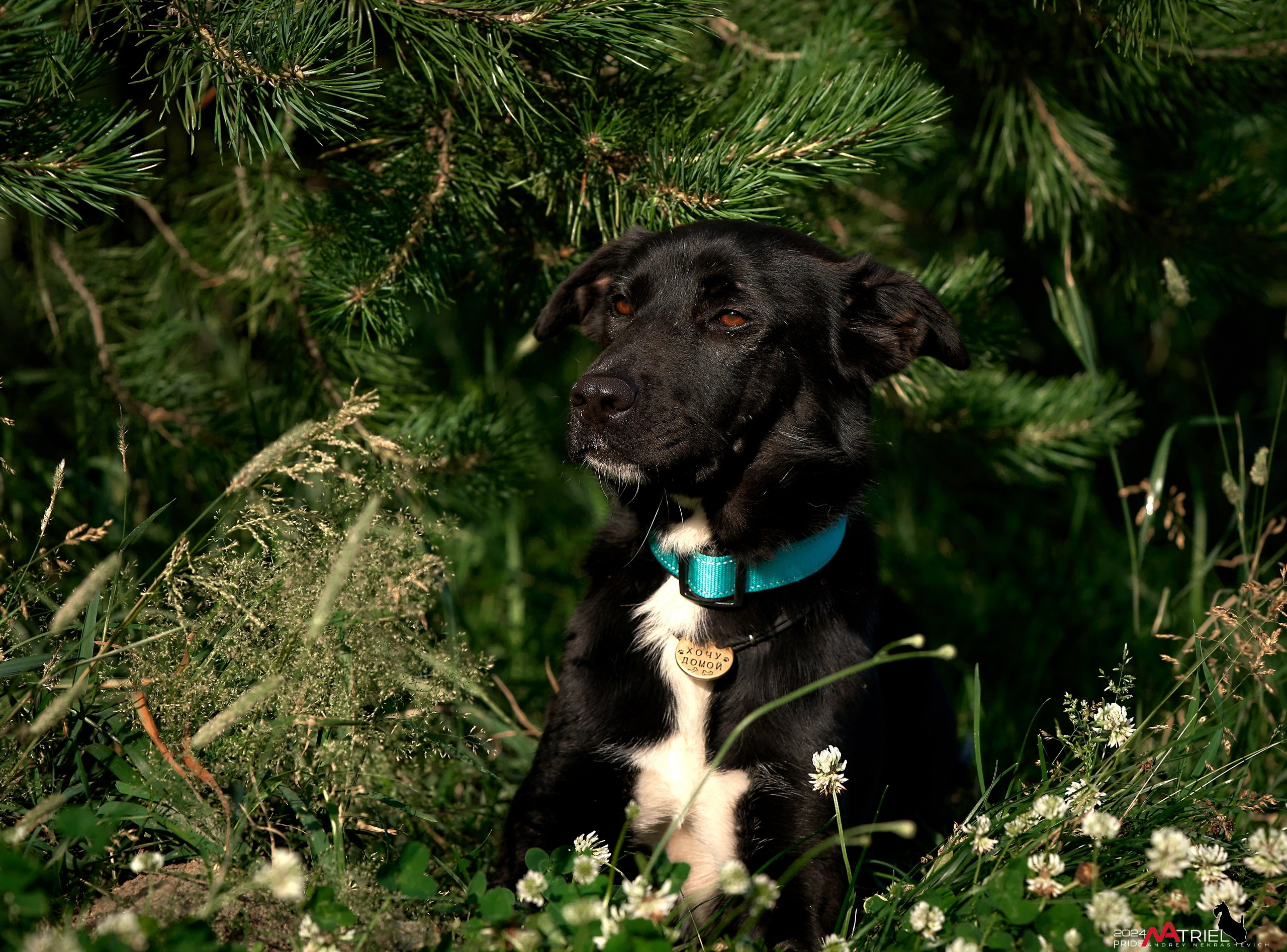 Репортаж из кинологического лагеря