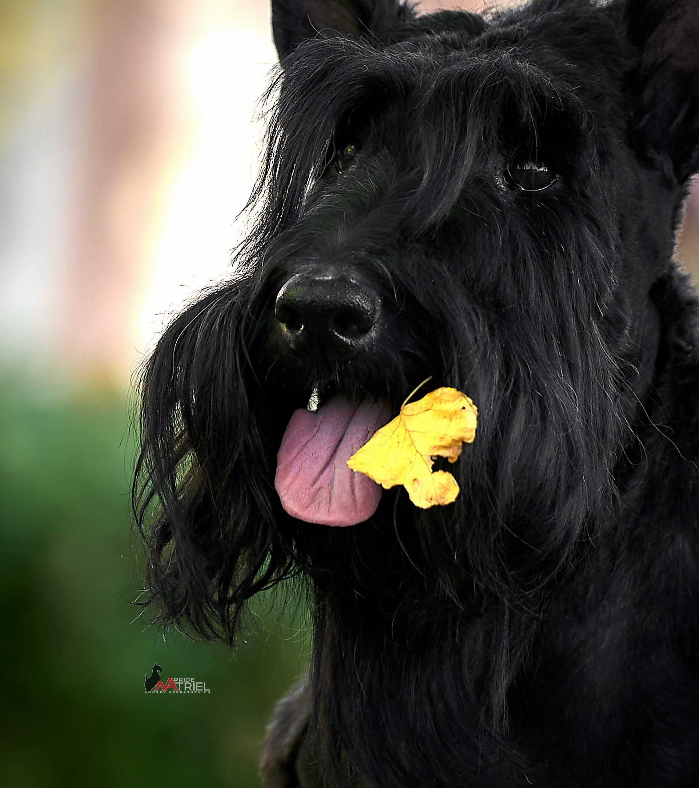 Портреты собак — галерея NATRIEL