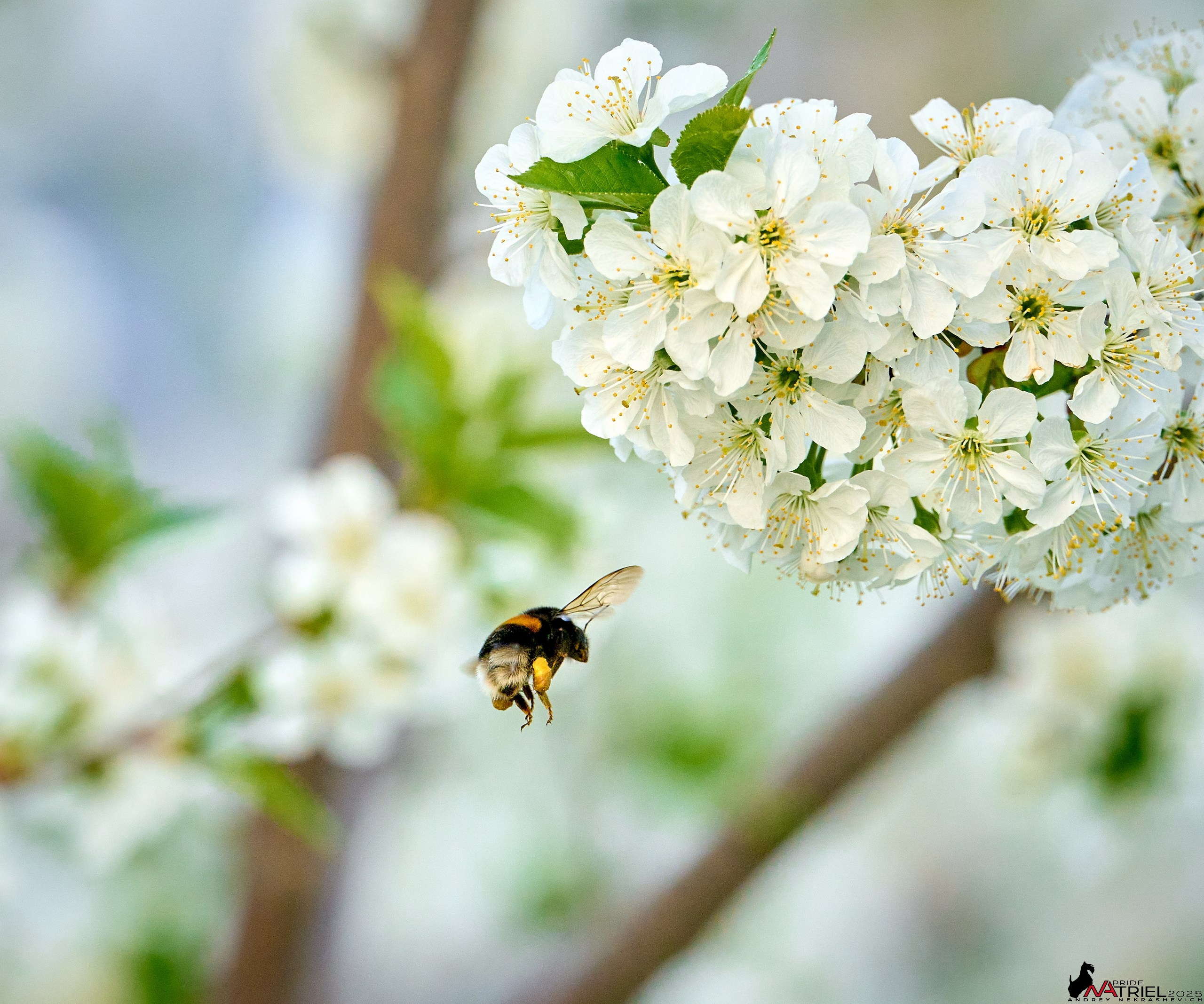 Природа в апреле. Всё в цветении!