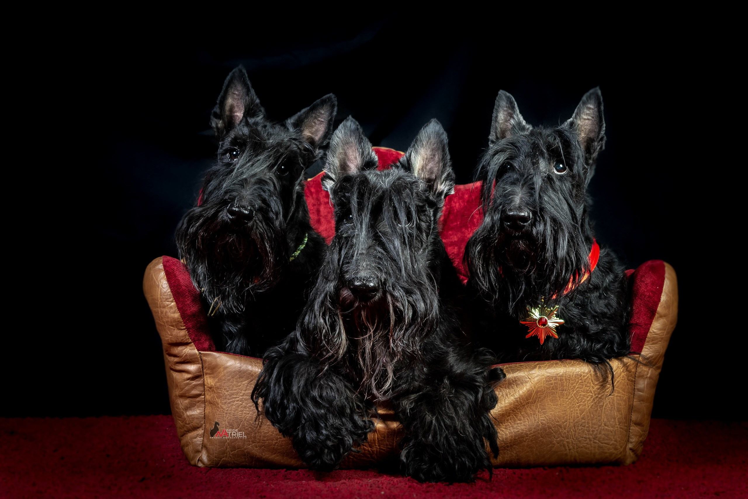 Портреты собак — галерея NATRIEL