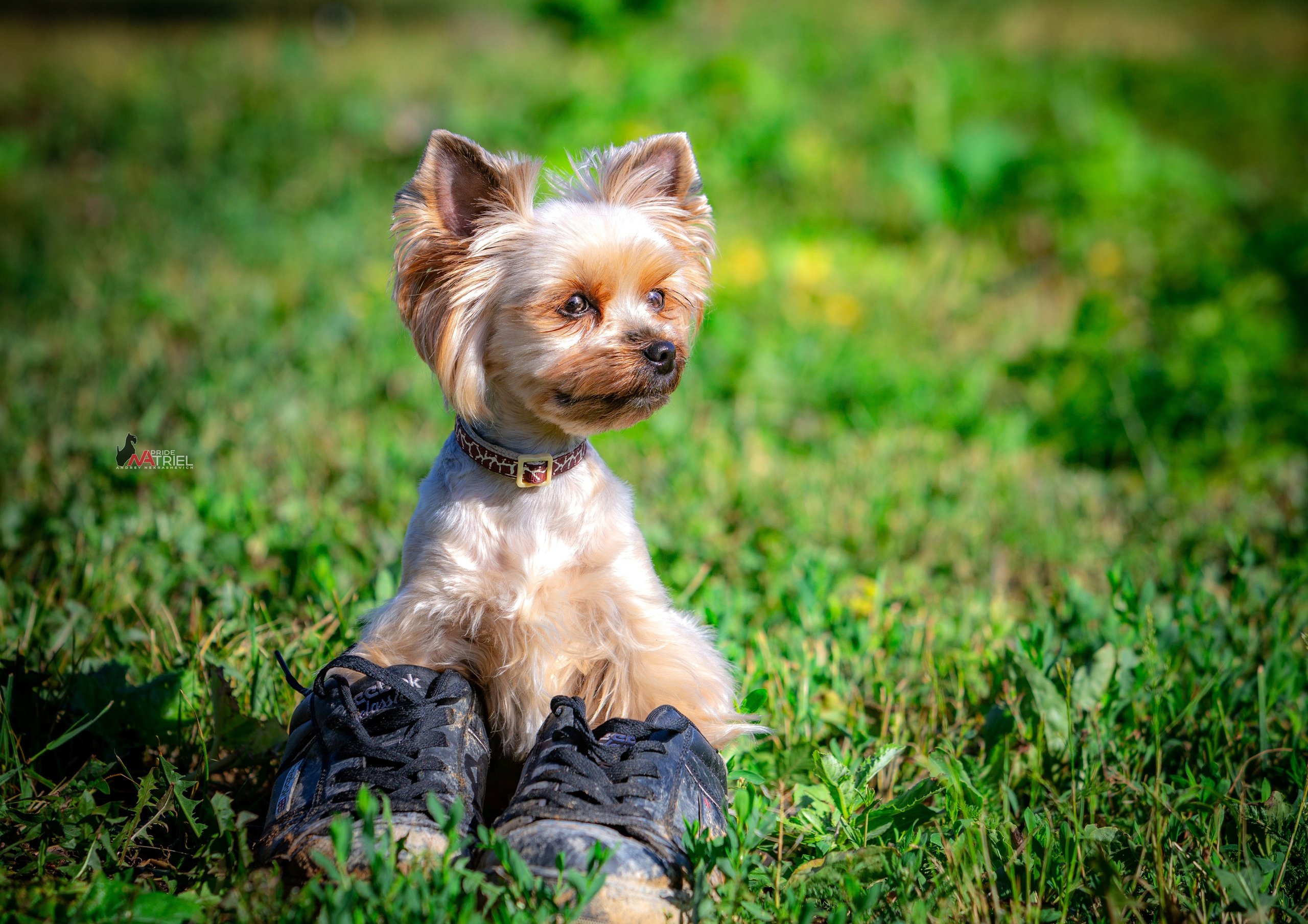 Йоркширский терьер Циля