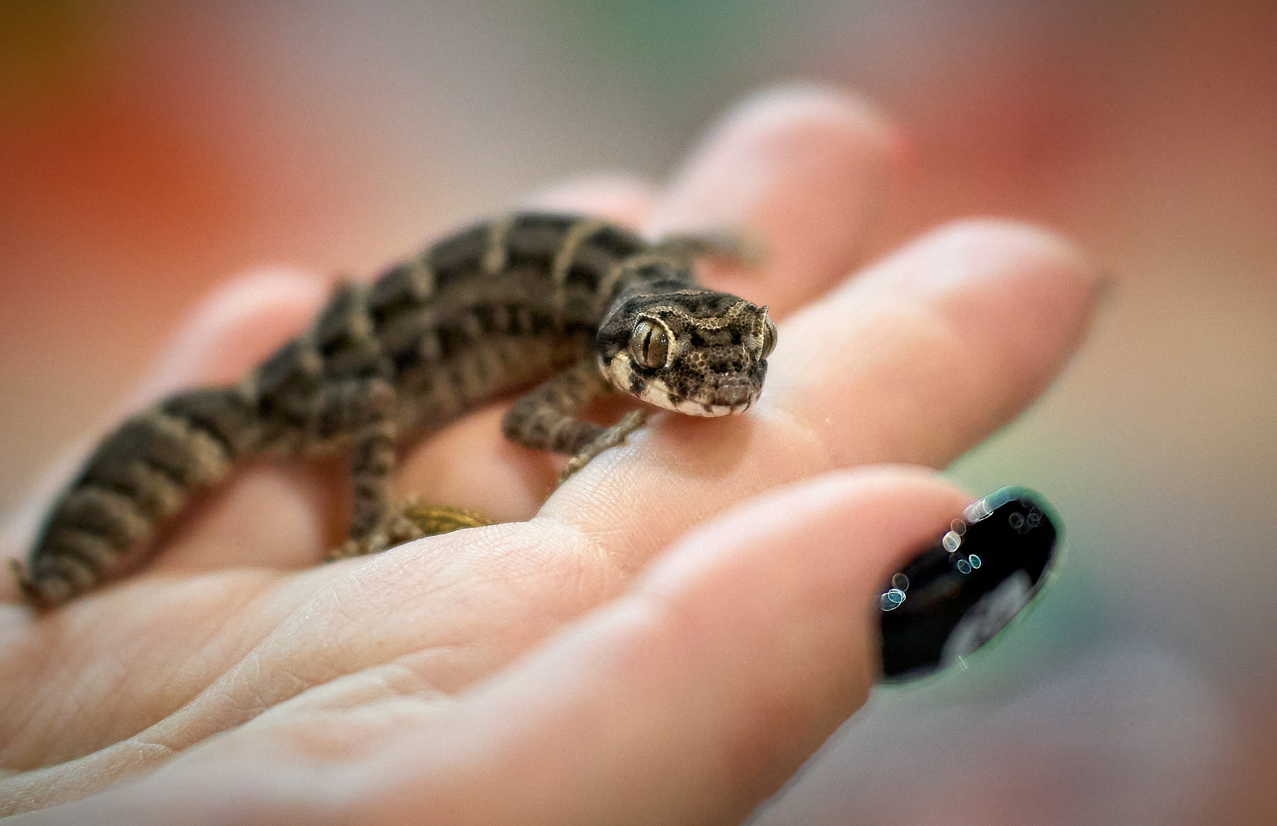 Рептилии — галерея NATRIEL