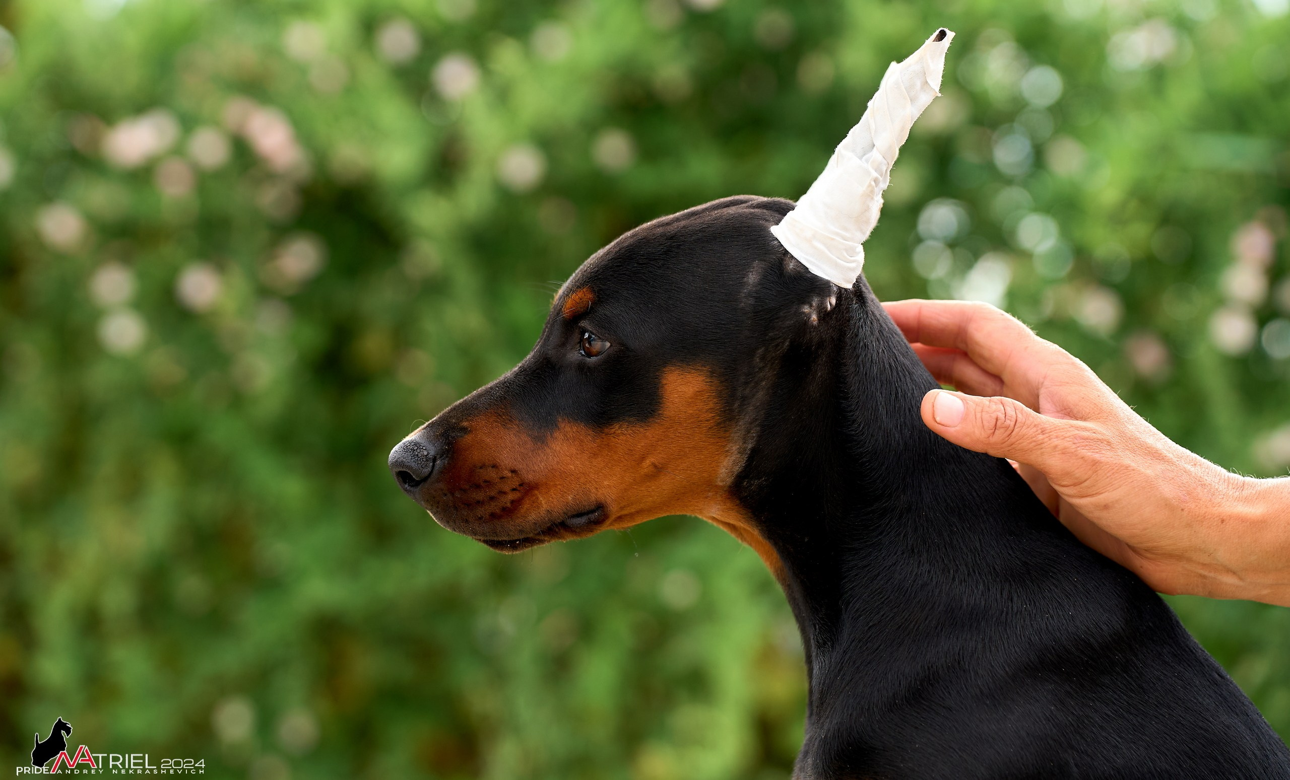 Съемка щенков доберманы