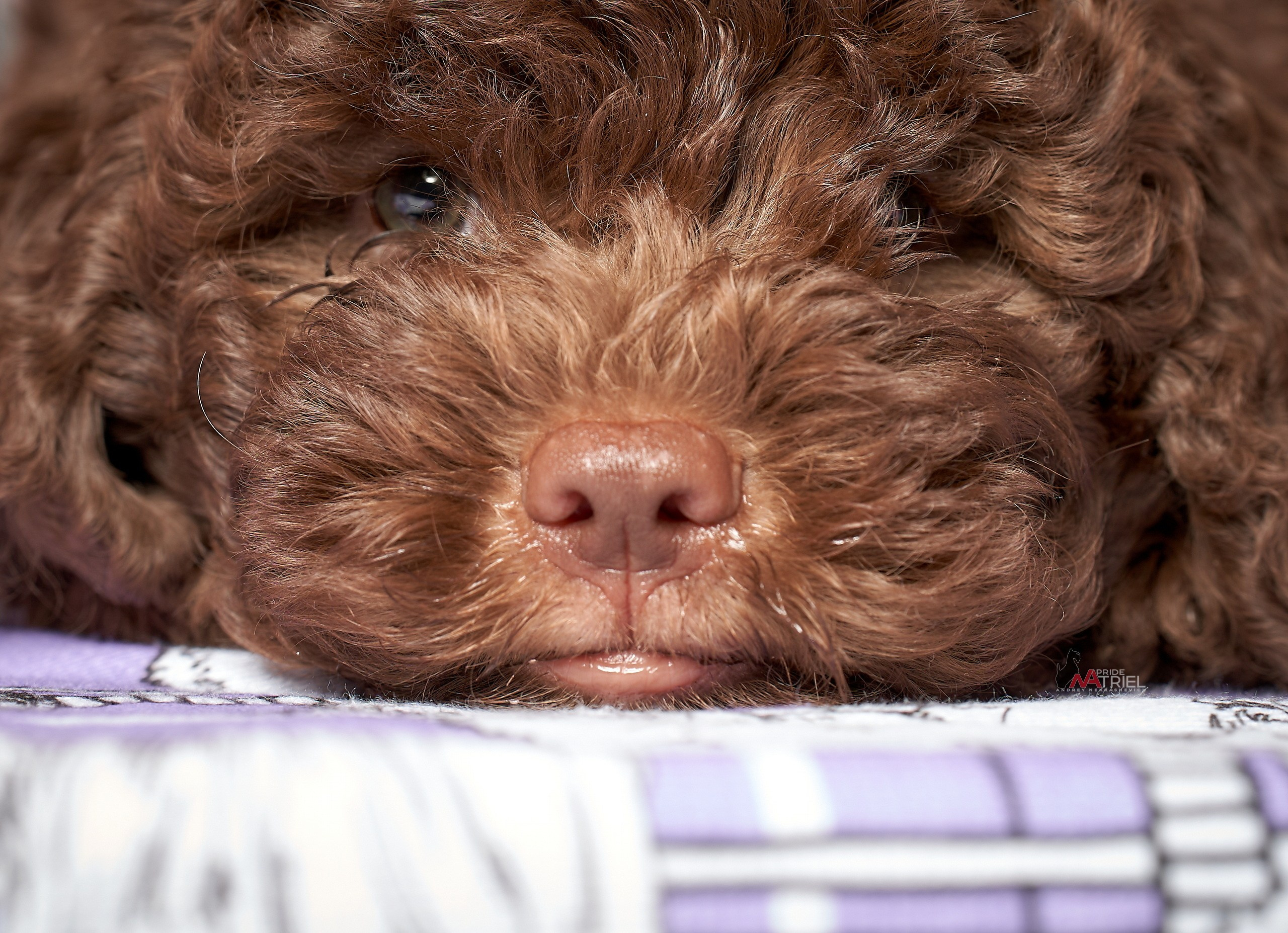 Щенки дома — галерея NATRIEL