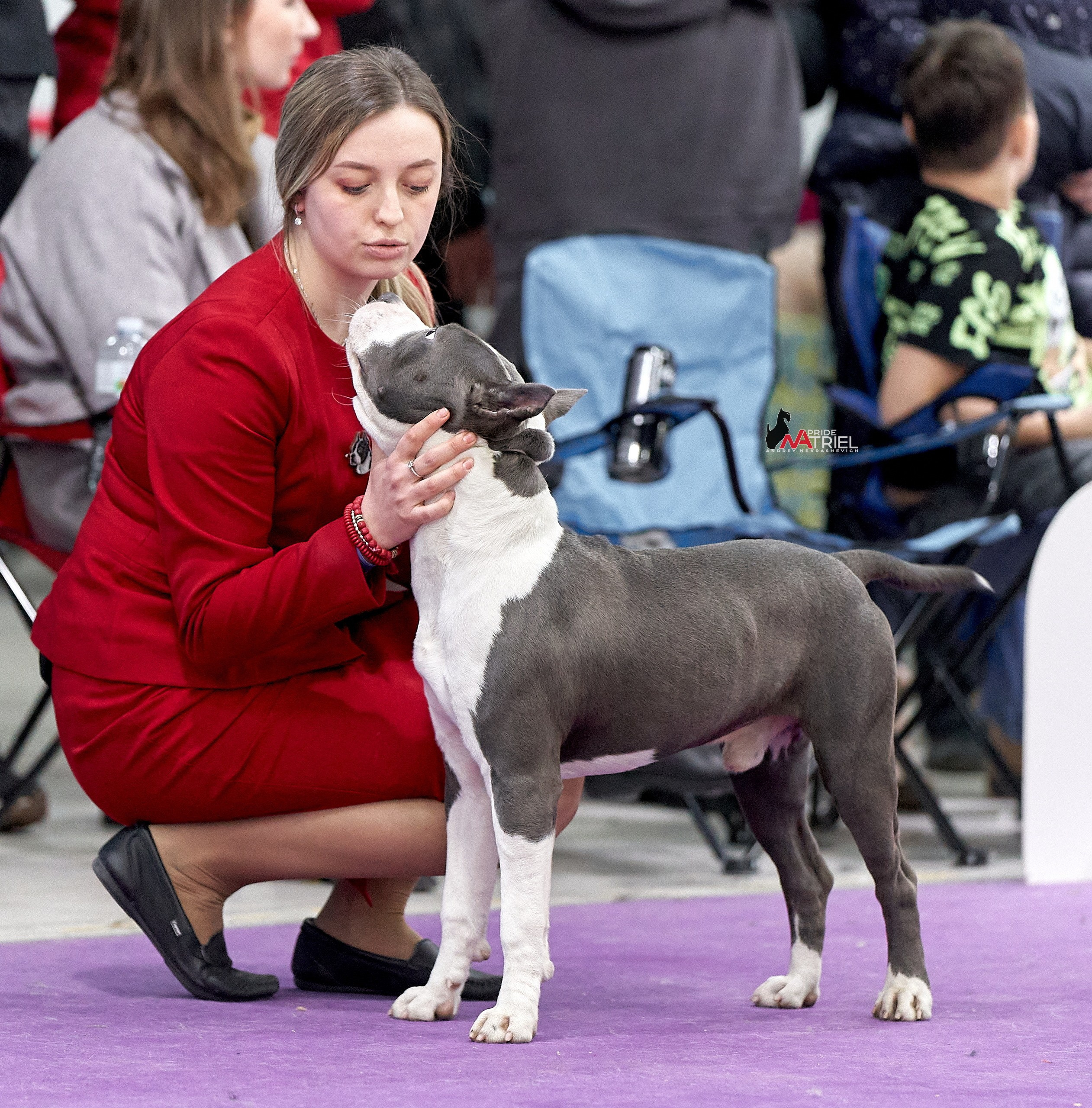 Собаки и Люди — галерея NATRIEL
