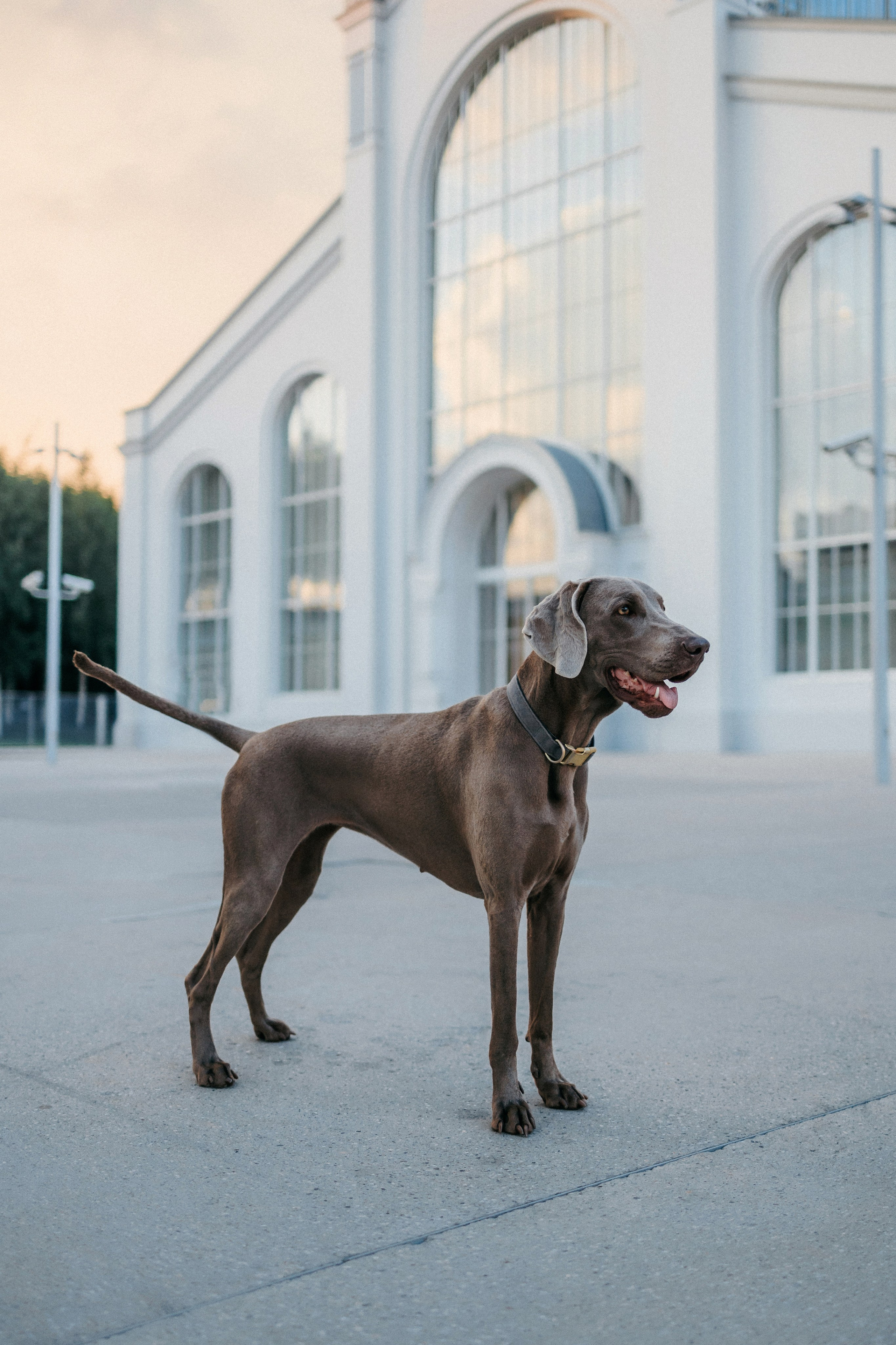Соня и Майли. Фотограф-анималист Елена Радченко, Москва