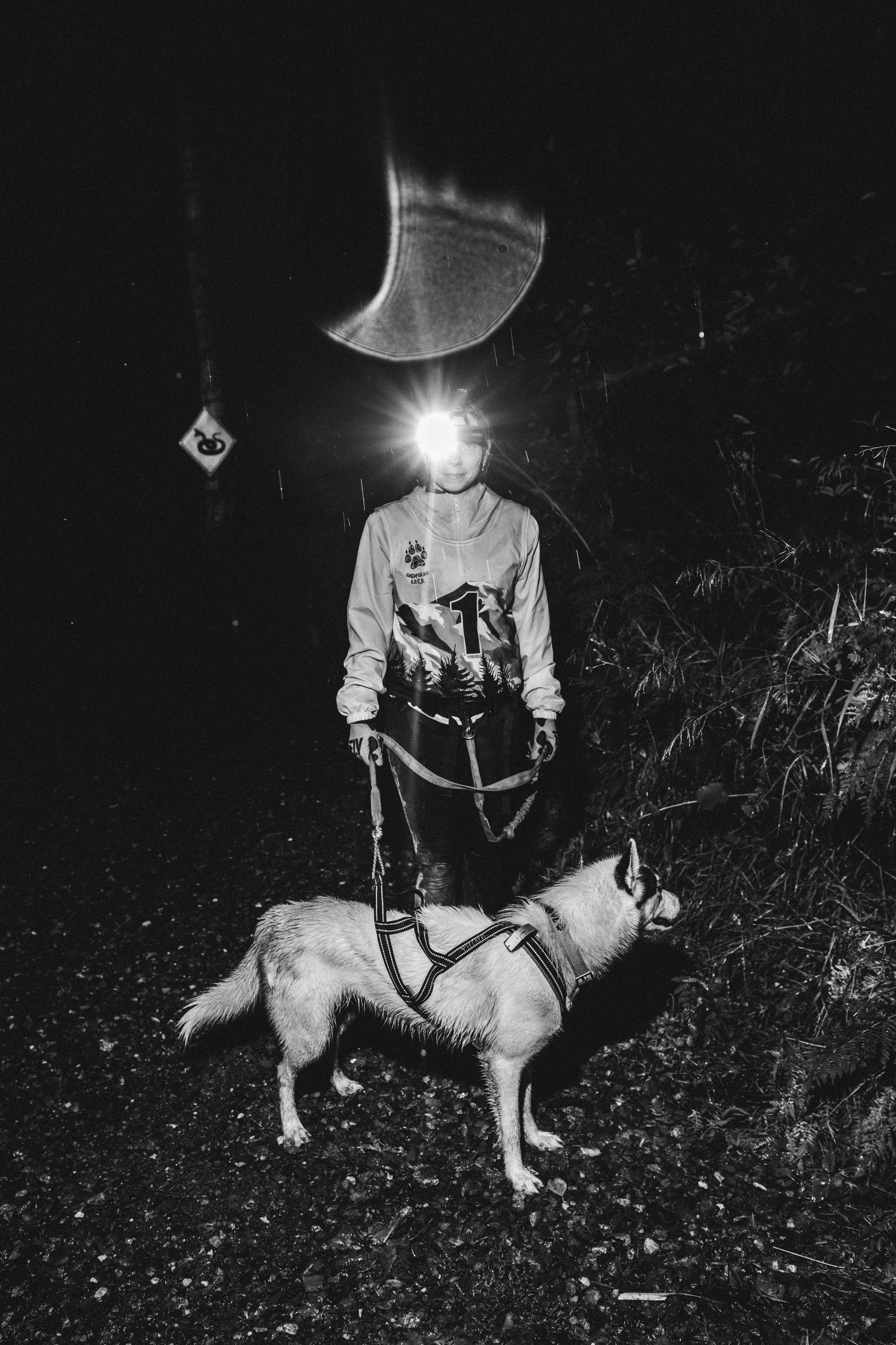 Дог-треккинг