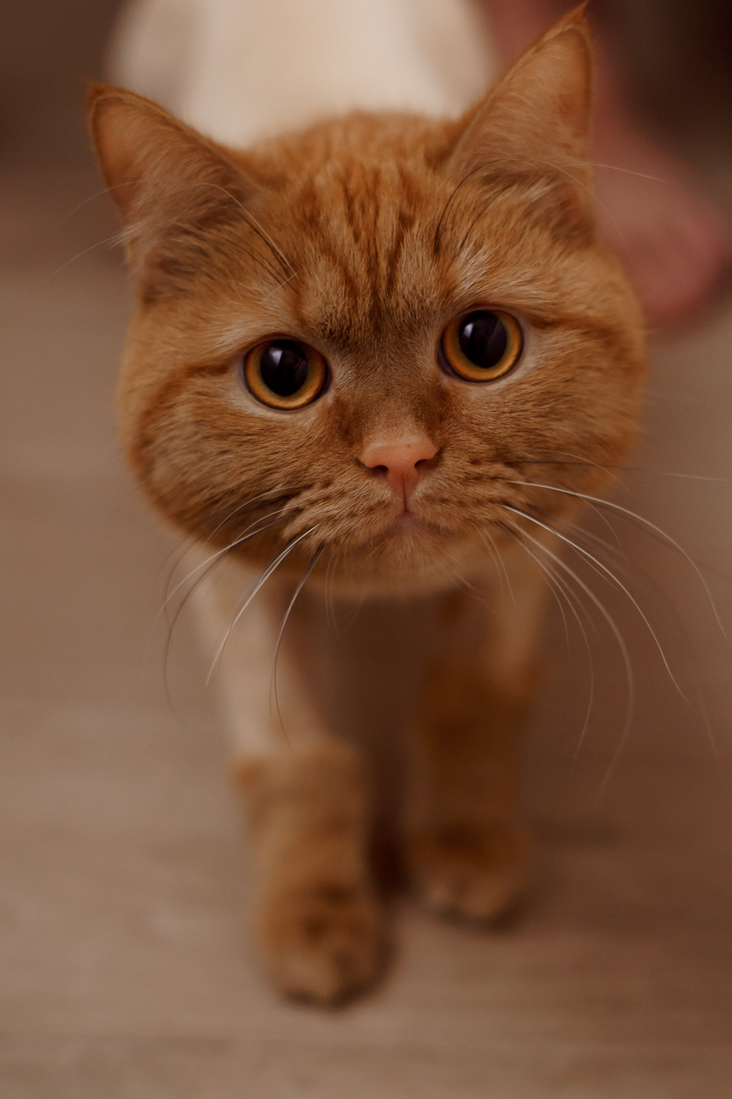 Семейная фотосессия. Услуги