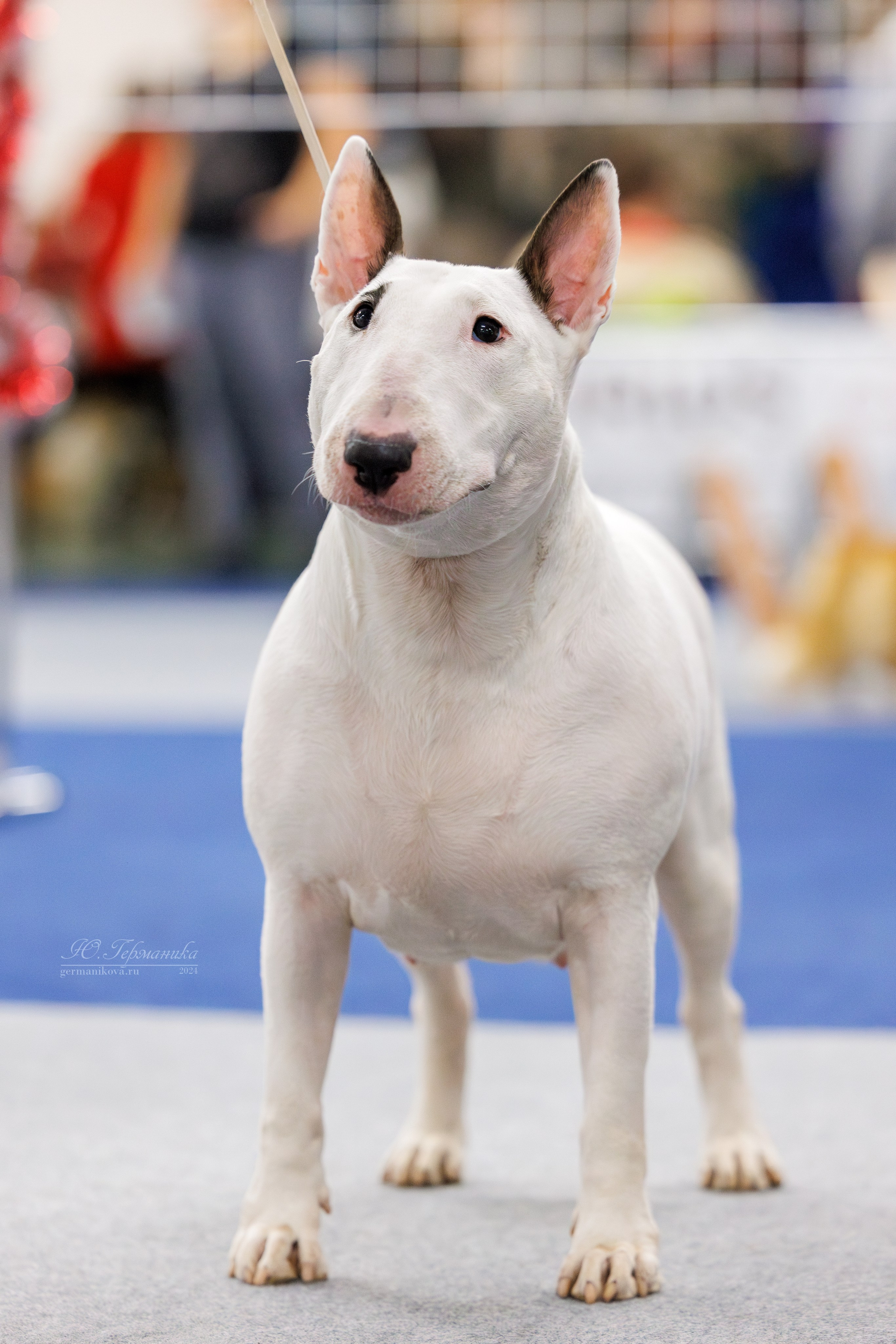 Крокус 21.12.2024,Сфера 29.12.2024. Фотограф-анималист Юлия Германика