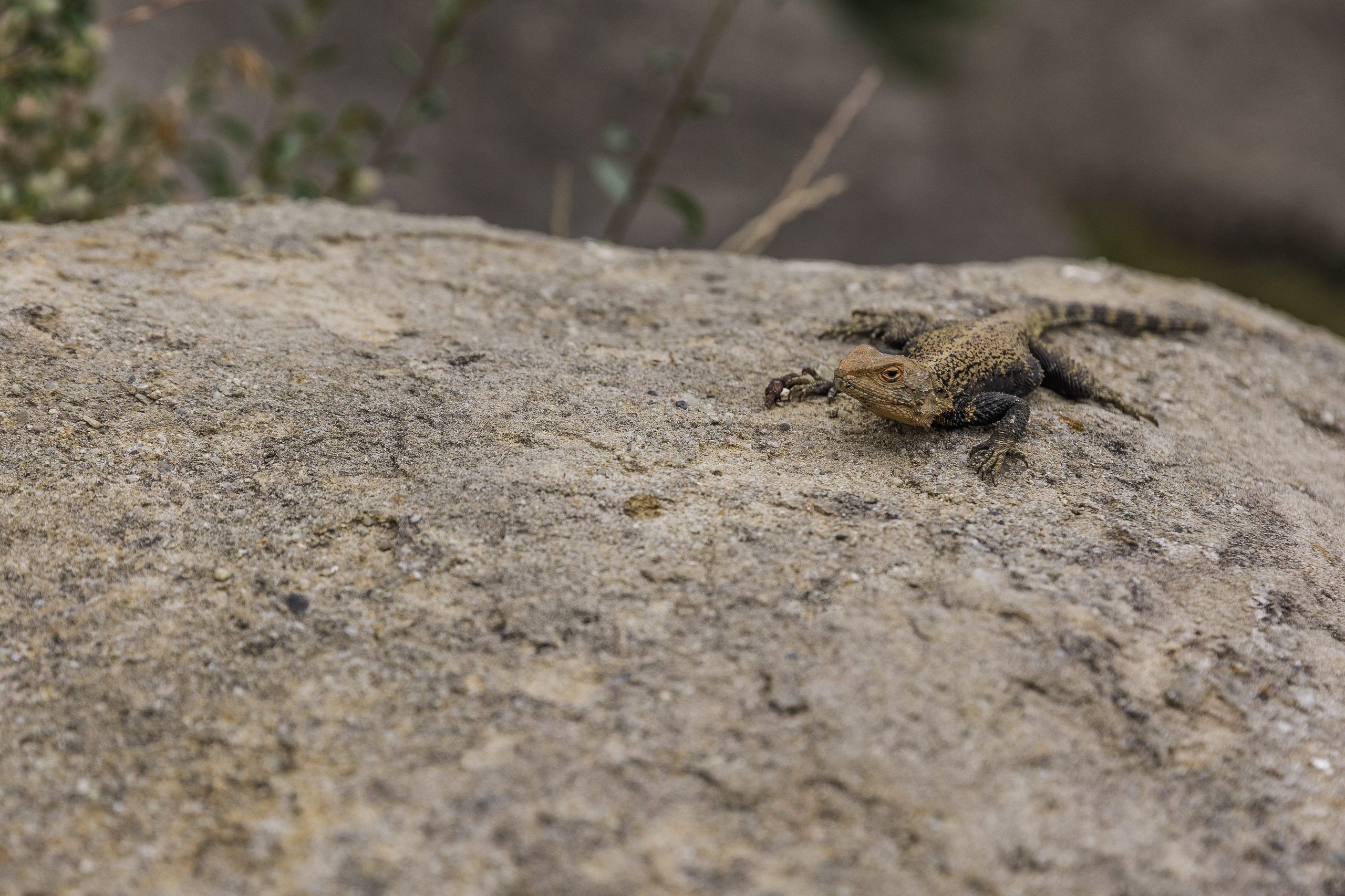 Georgia. Свадебный и семейный фотограф в Краснодаре Роман Моско