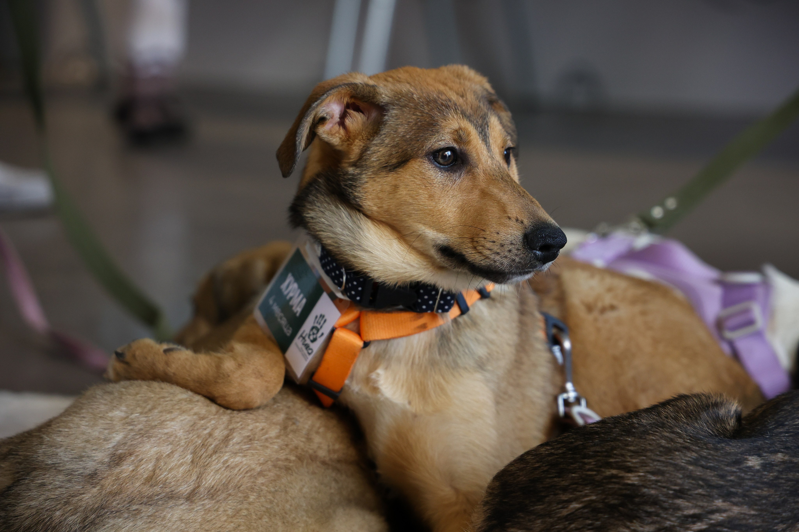 ECO FEST. Фотограф Вадим Бодылев