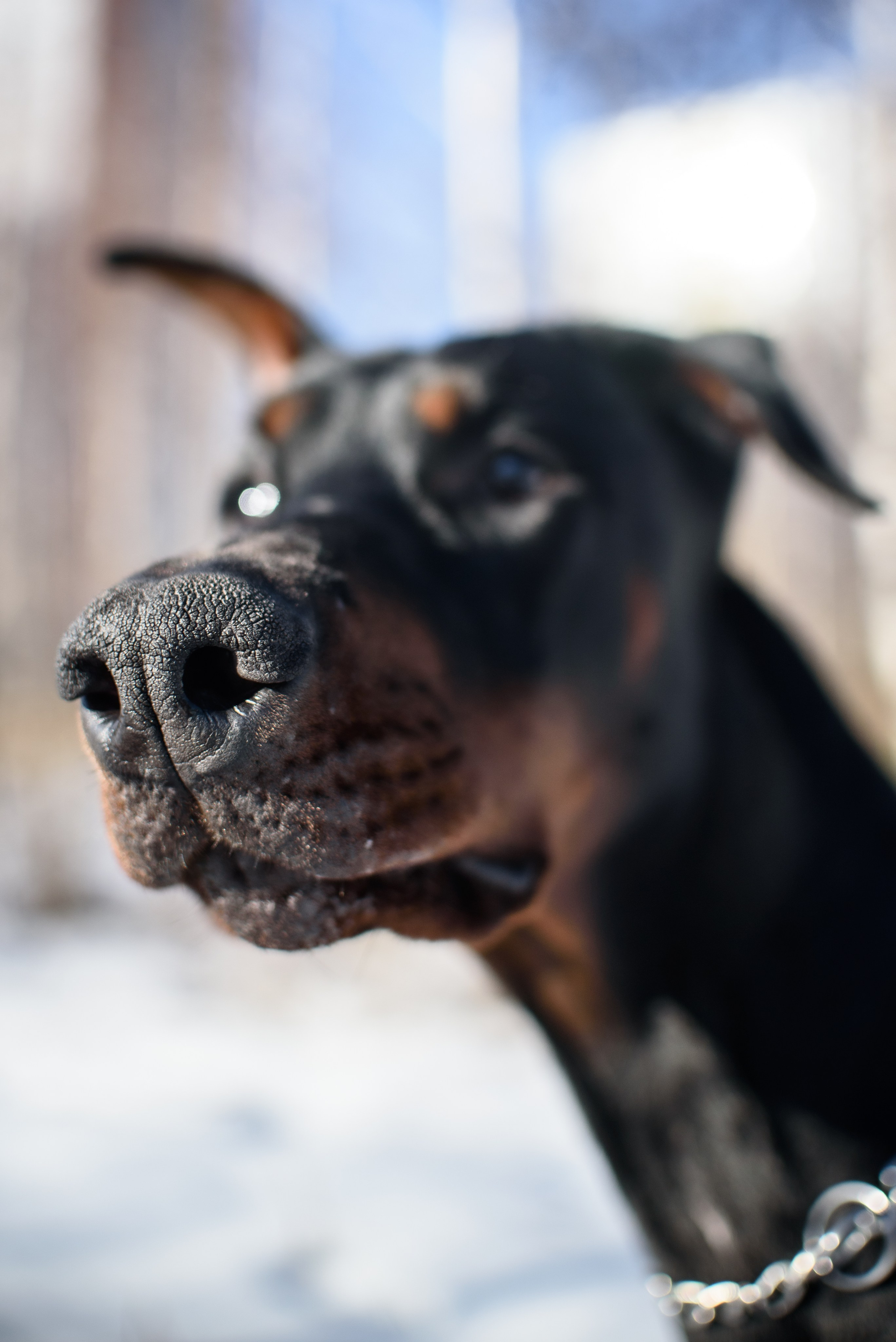 Фотосессию с любимчиком — доберманом. Фотограф Макс Огурцов в Нижнем Новгороде