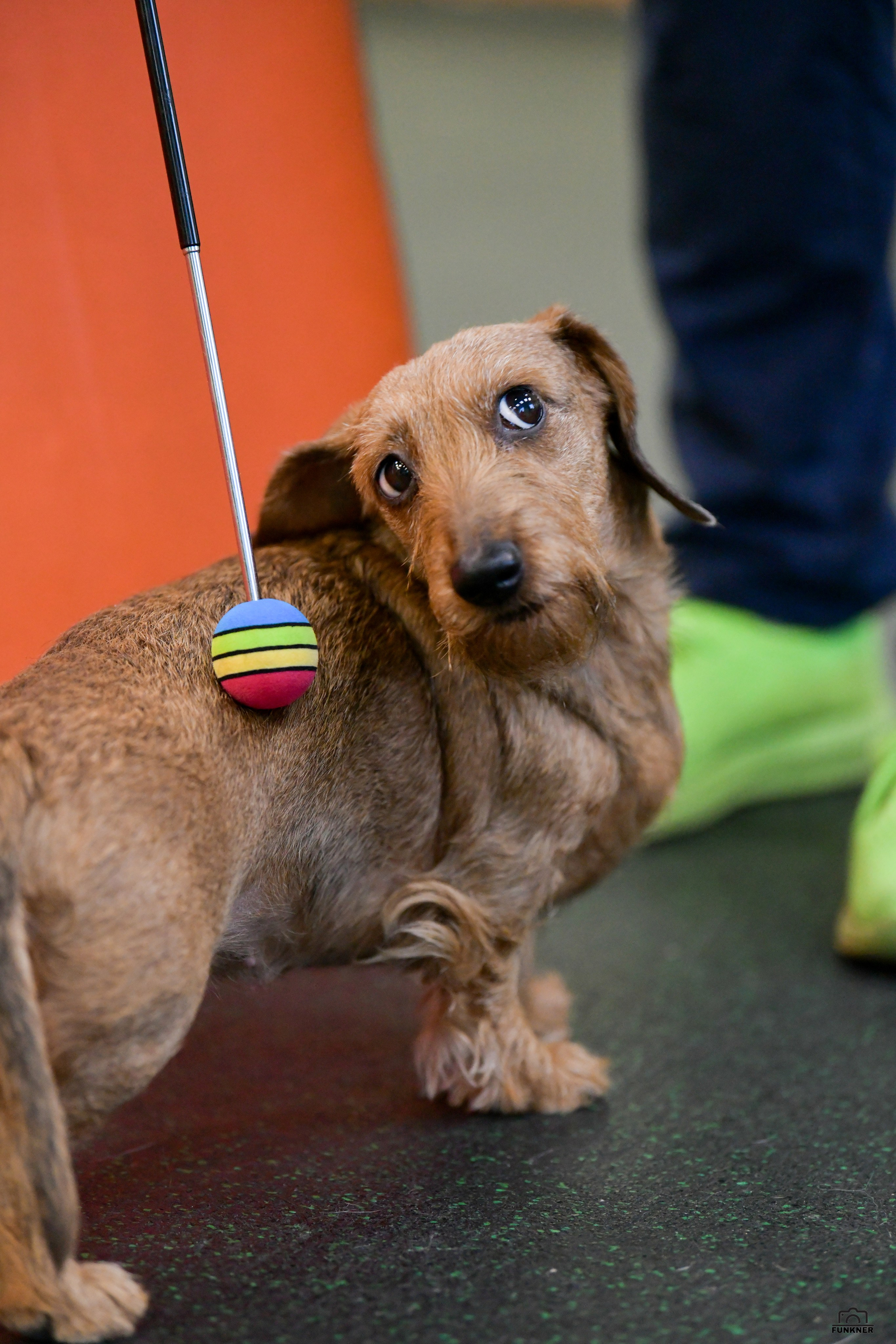 Кинологический клуб «Бодрый хвост». Свой взгляд через объектив