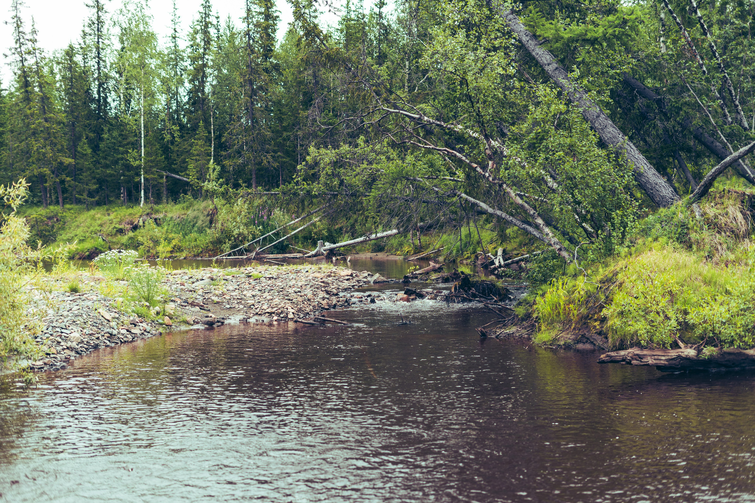 Лето в тундре. Фотограф Екатерина Зорина