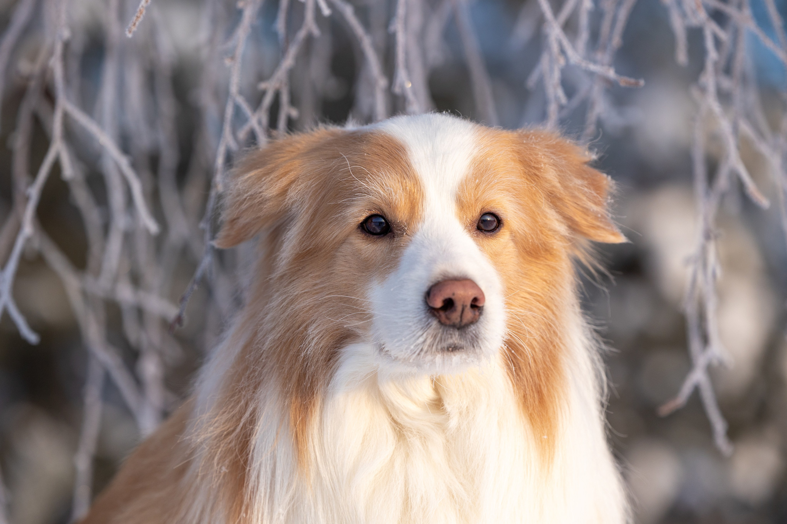 Бордер колли Прайм, Вэй и Лёля. Фотограф-анималист Natalia Deingel | Фотосъемка собак в Москве