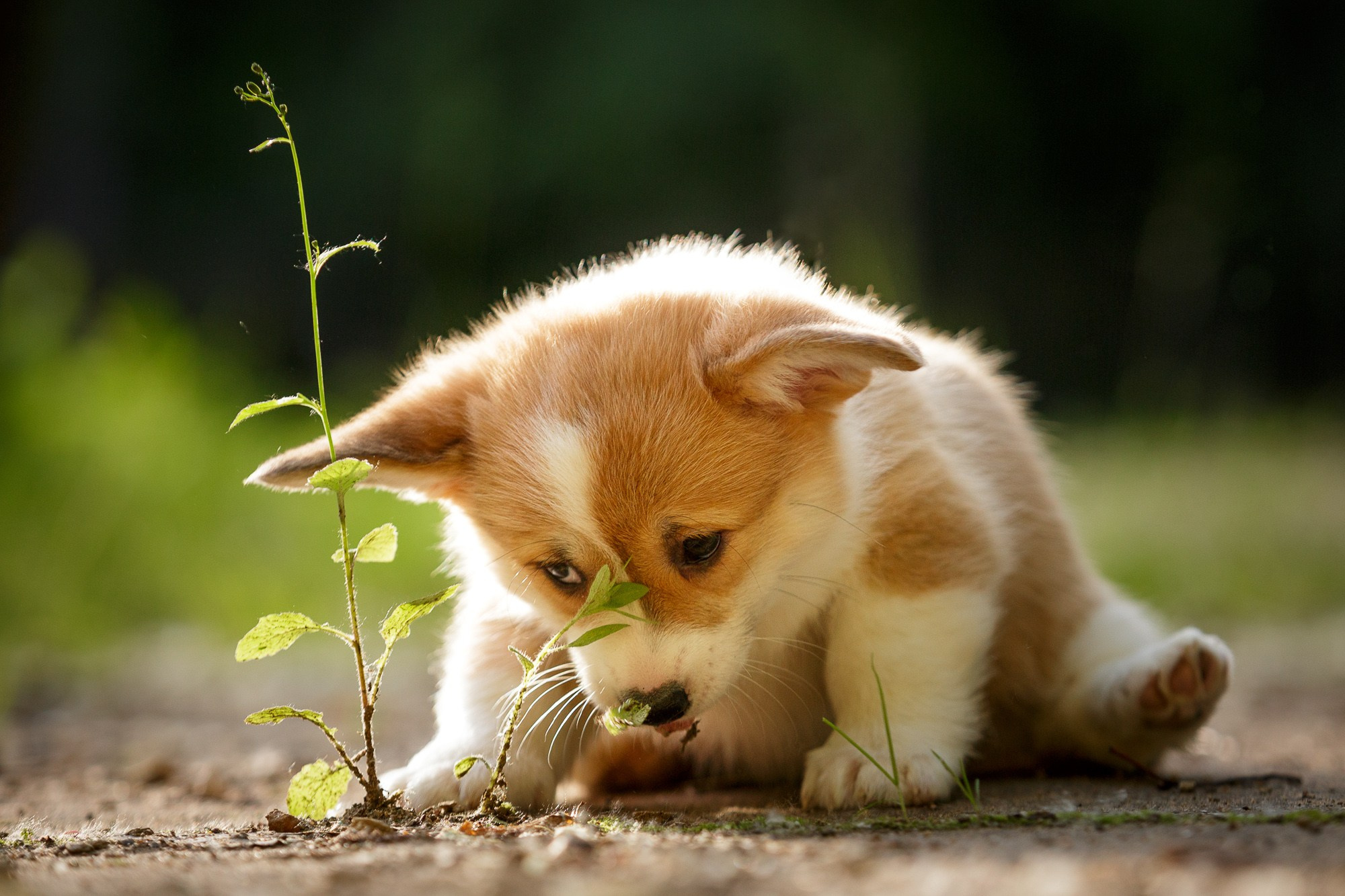 Фотосъёмки щенков. Фотограф-анималист Natalia Deingel | Фотосъемка собак в Москве
