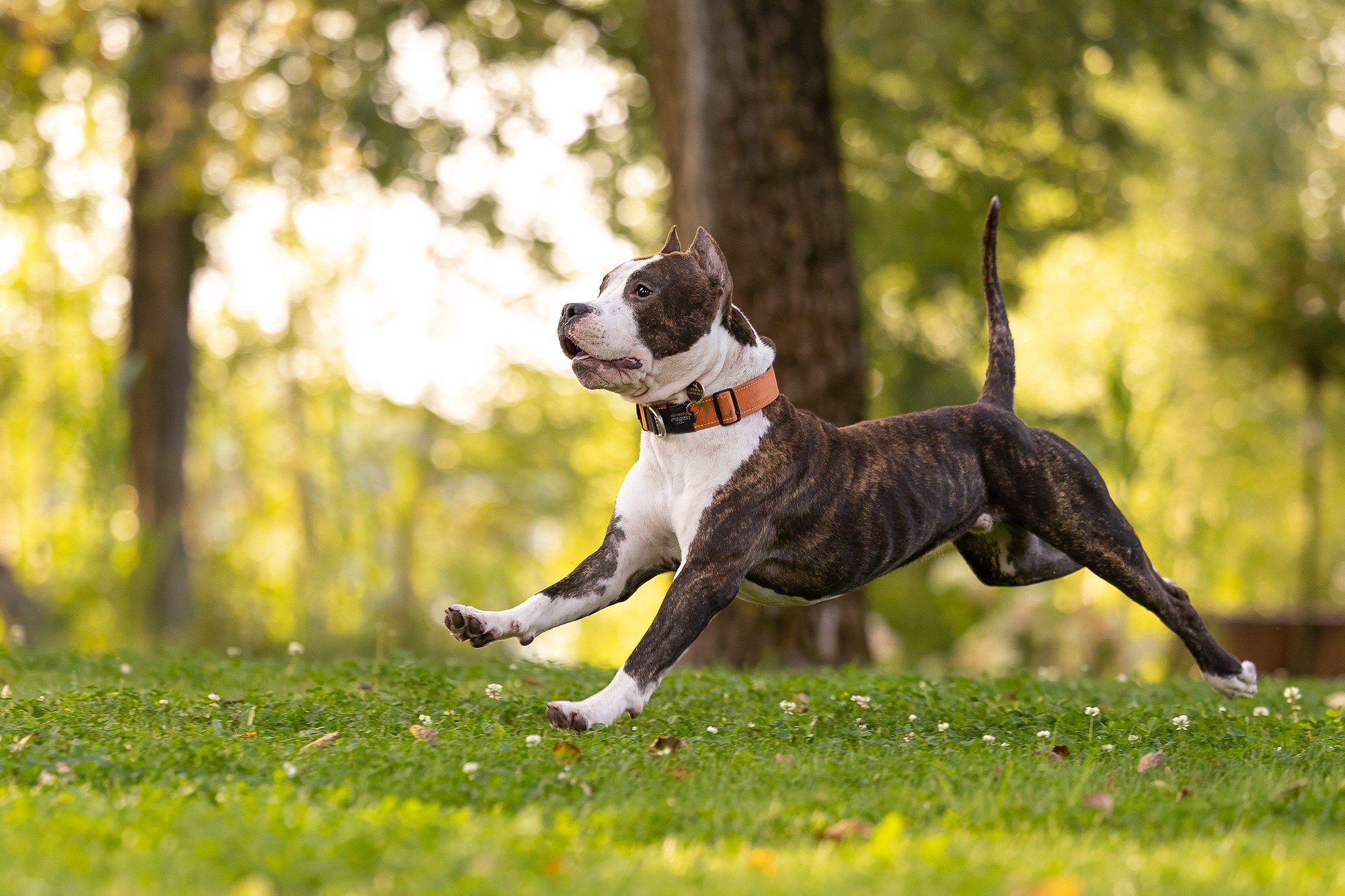 Амстафф Честер и его семья. Фотограф-анималист Natalia Deingel | Фотосъемка собак в Москве