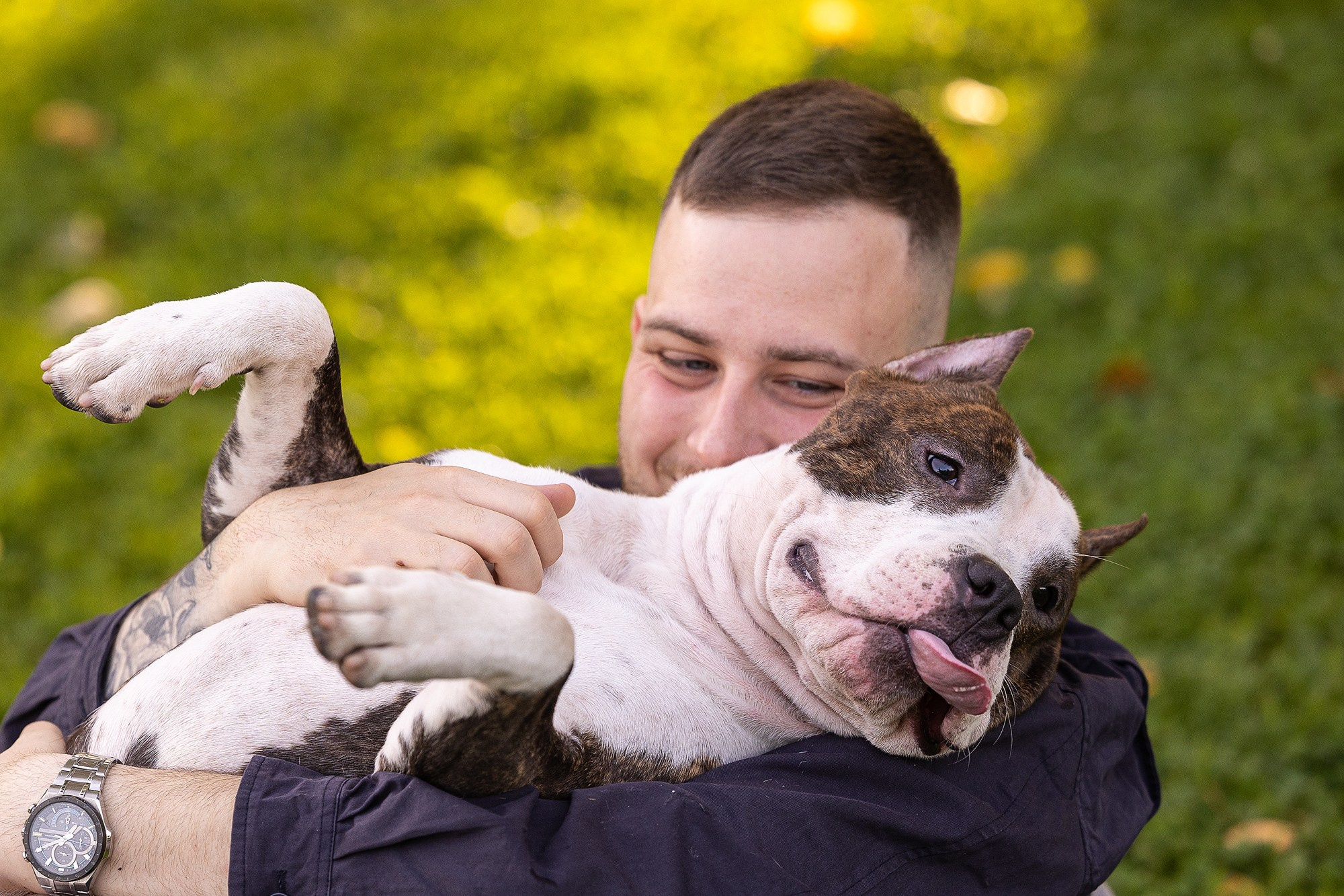 Амстафф Честер и его семья. Фотограф-анималист Natalia Deingel | Фотосъемка собак в Москве