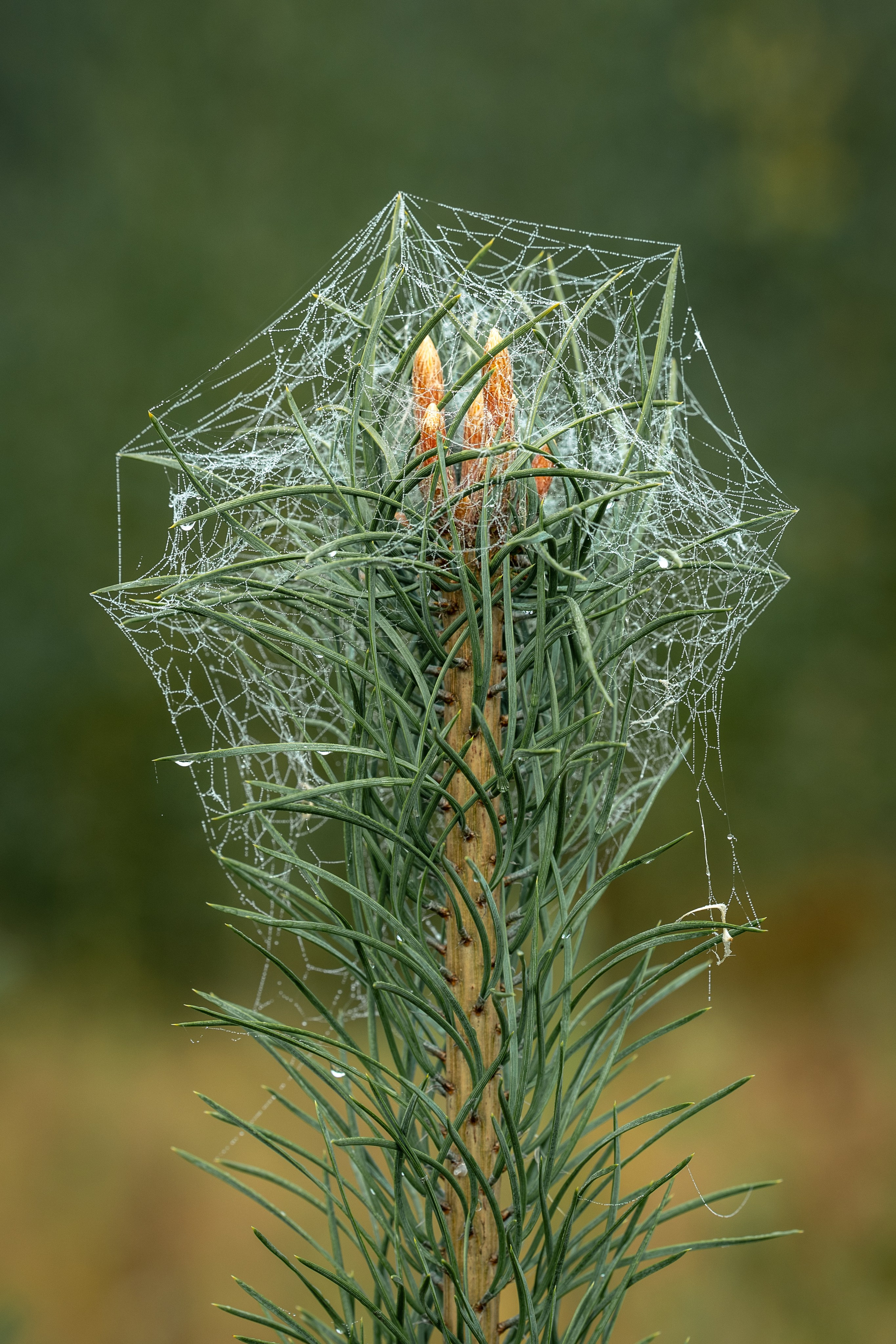 Природные пейзажи. Наталия Клевинскас портретный фотограф в Костроме