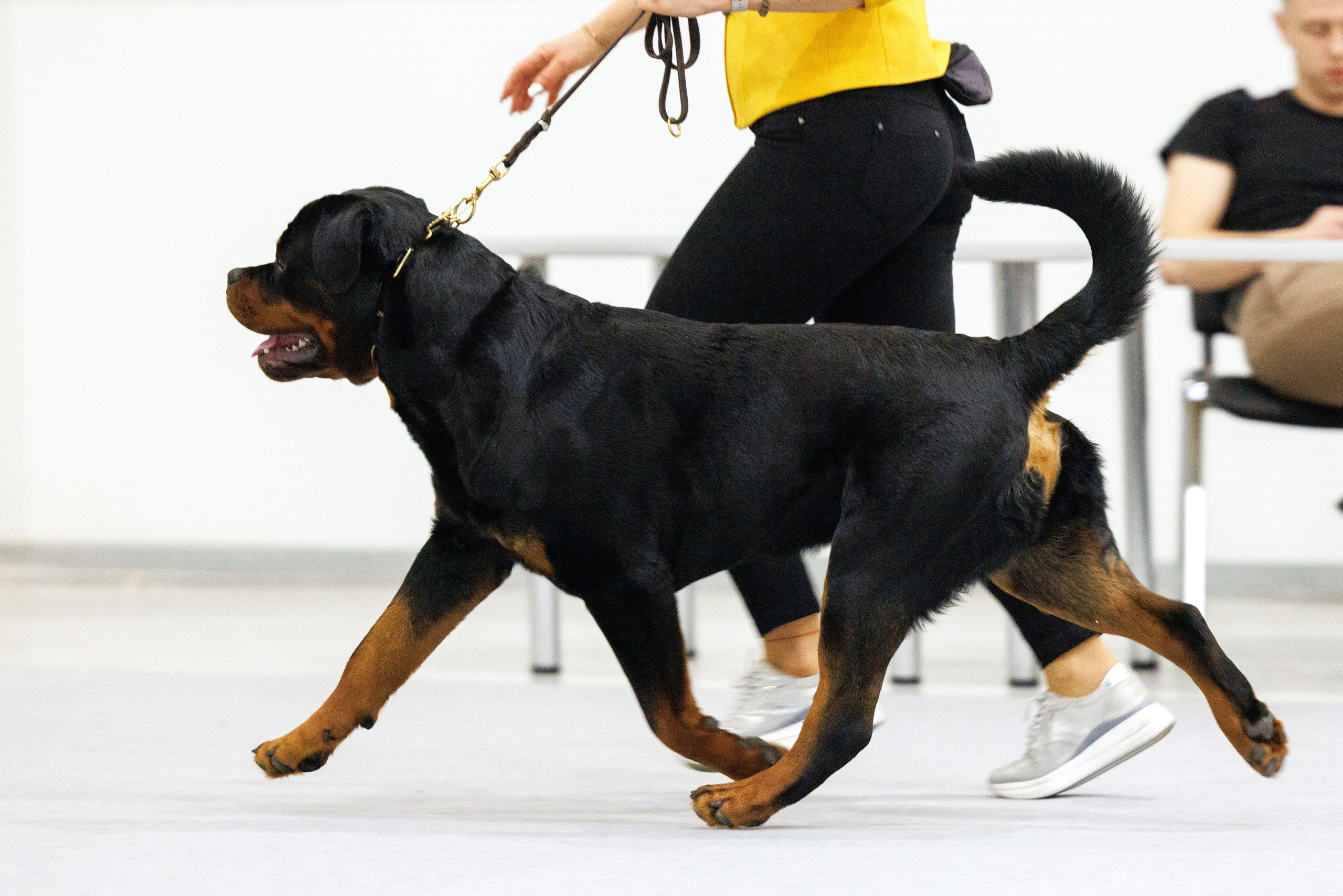 Сабанеевка 26-27.01.2024. Фотограф-анималист Юлия Германика