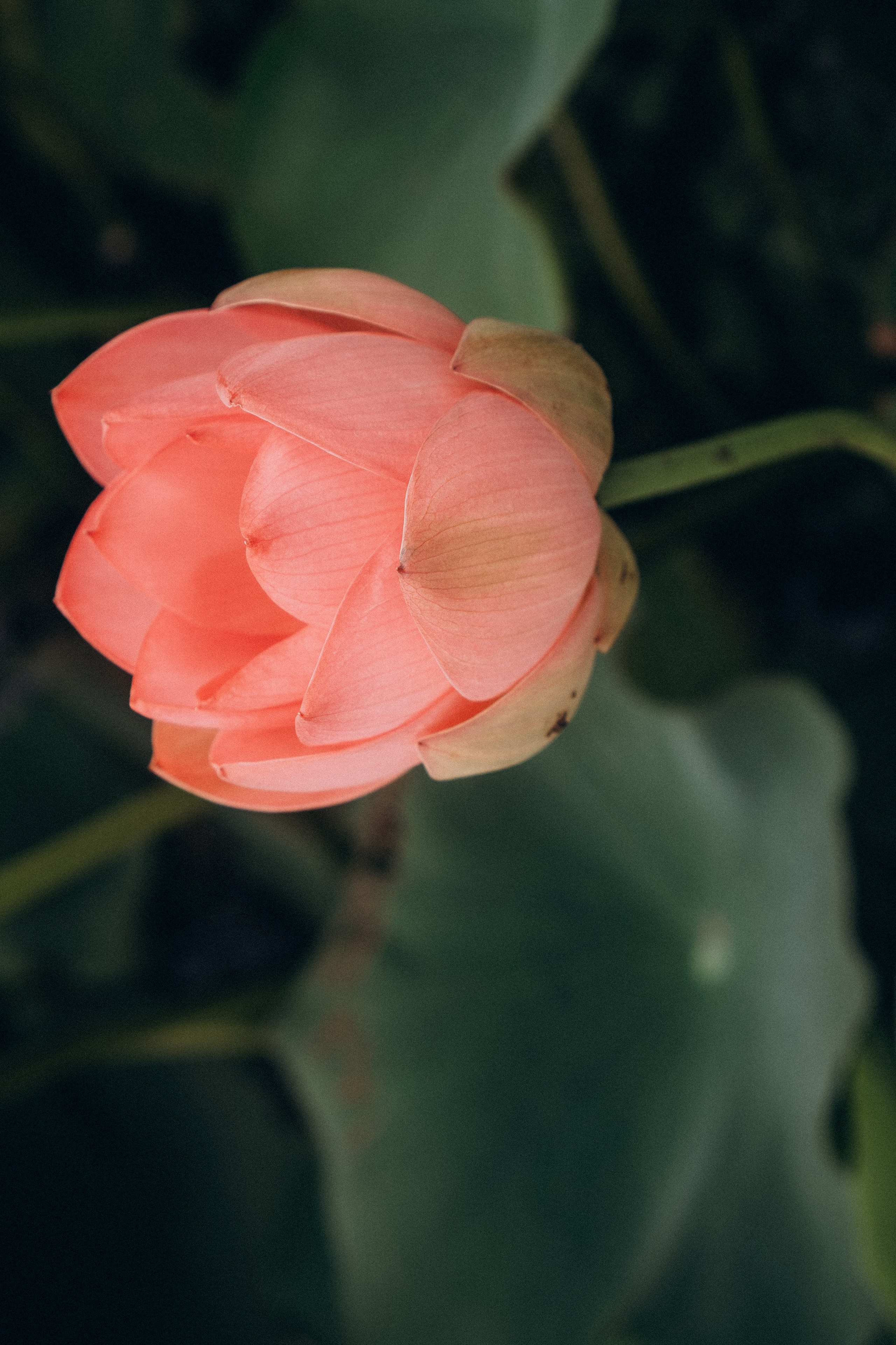 ЛОТОСОВАЯ ПОЛЯНА. Профессиональный фотограф, Санкт-Петербург — Виктория Богомолова