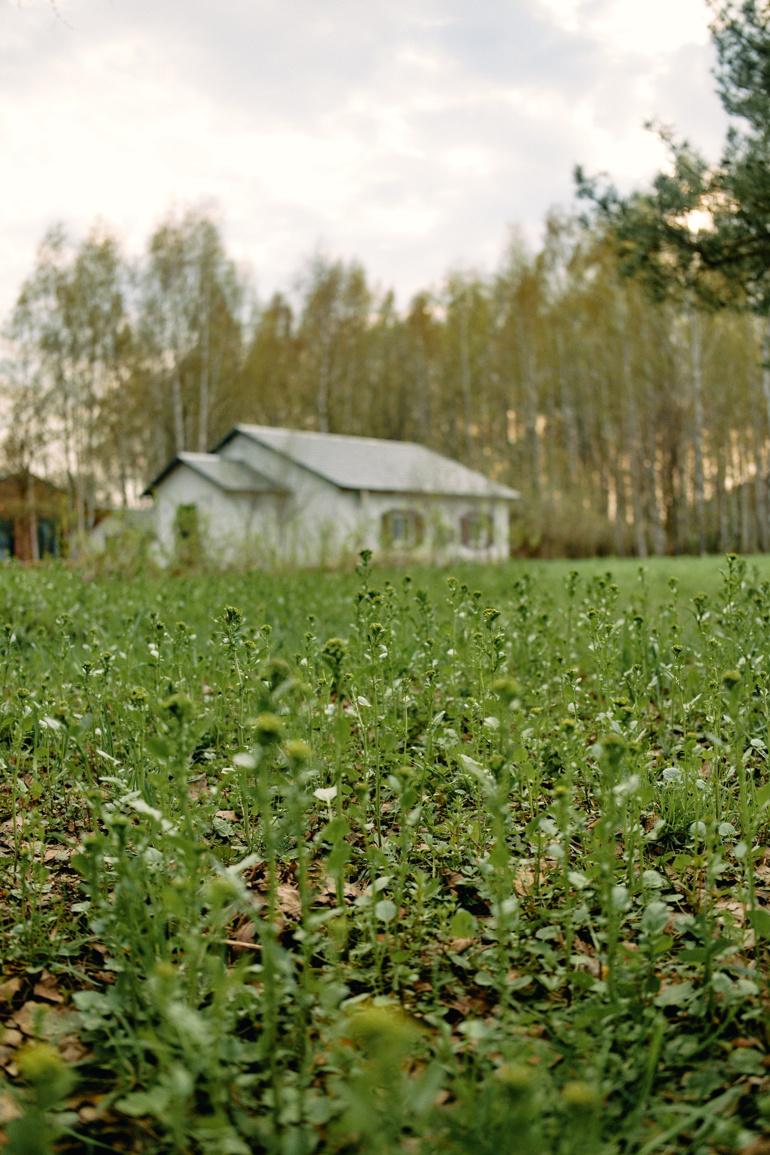Бутик-отель Поле летом. Профессиональный Фотограф во Владимире, в Москве и в Суздале — Полина Романычева