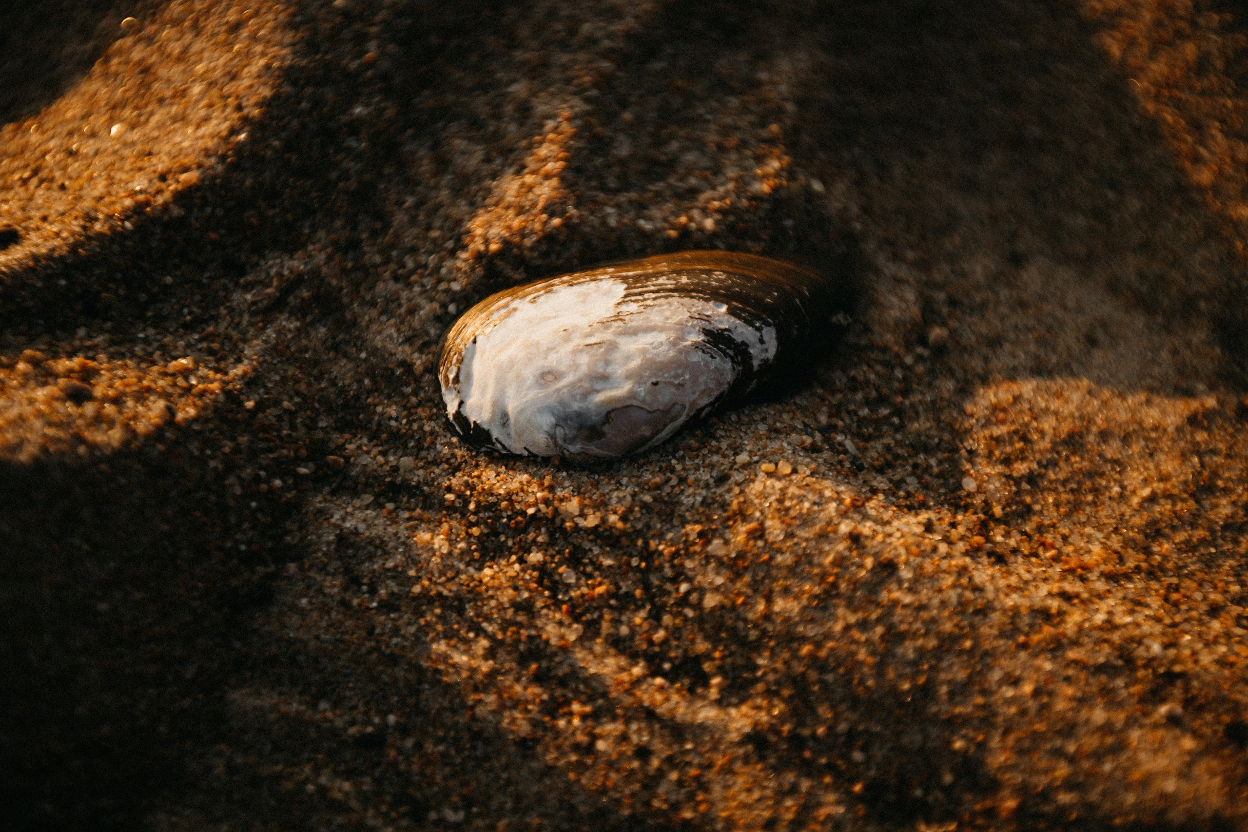 Оля и Варя. Свадебный фотограф Таня Караисаева