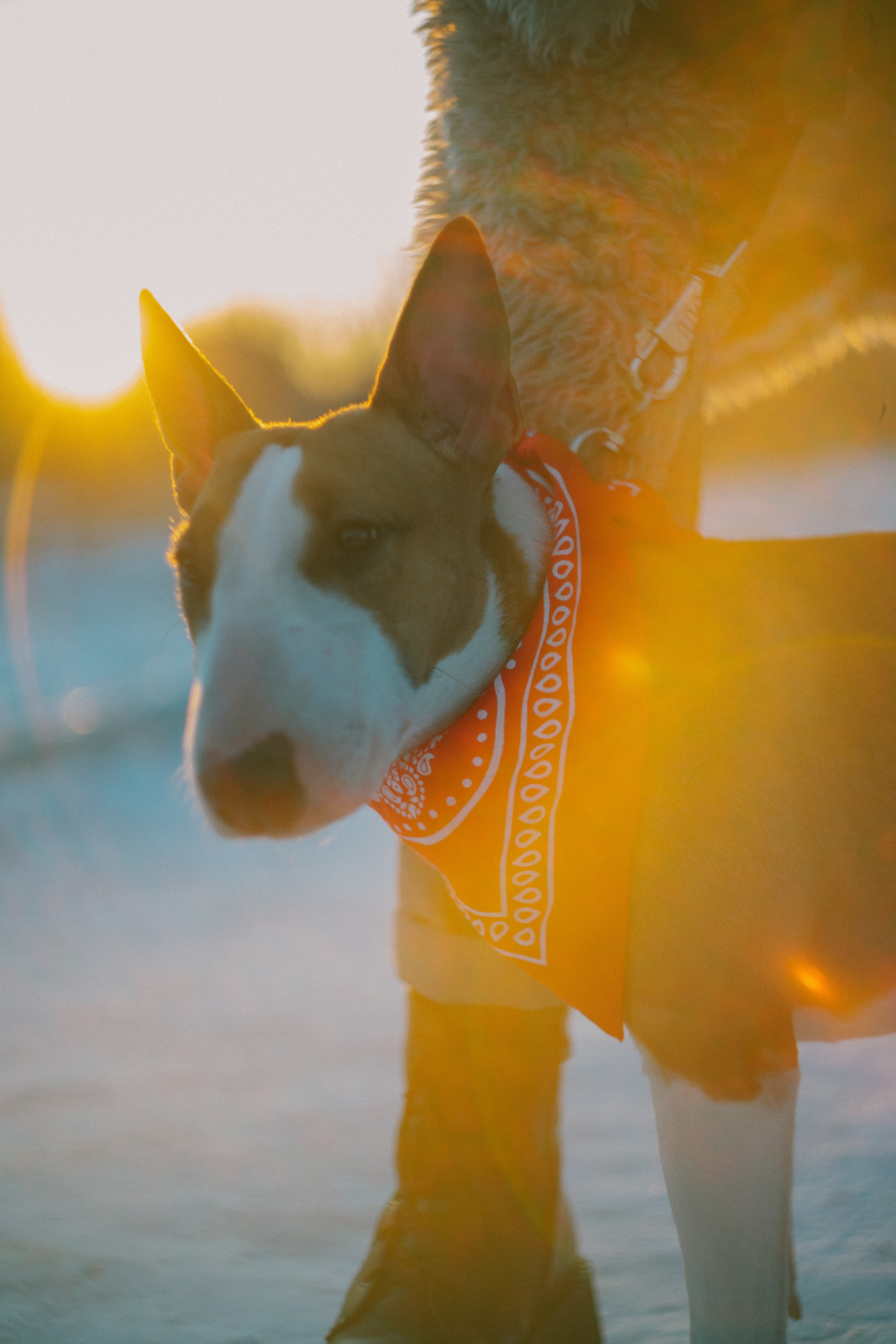 Булка. Евгения Арефьева — свадебный и портретный фотограф в Чите