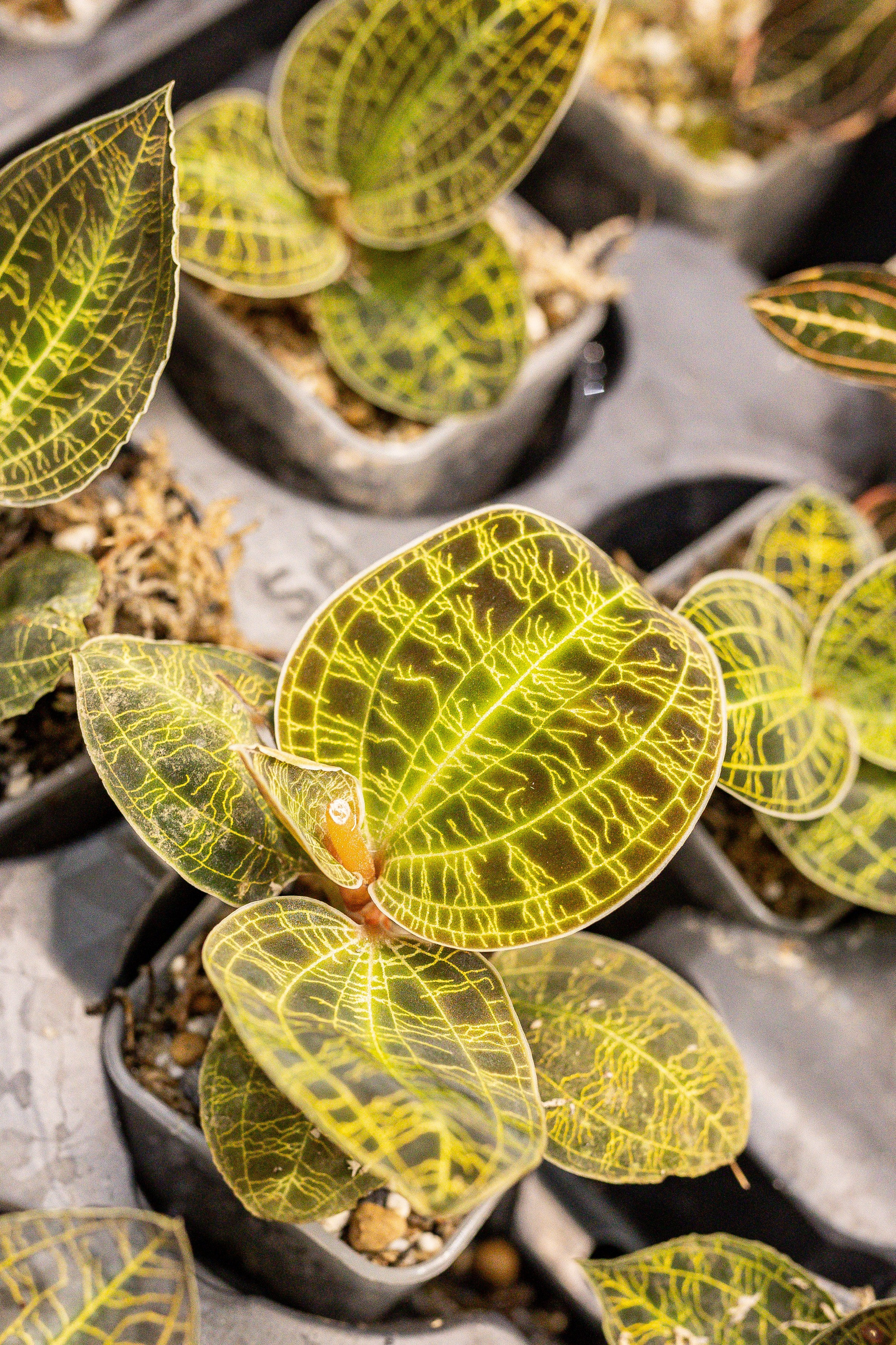 Монстериум 11–12 октября. Александра Куликова фотограф, Москва