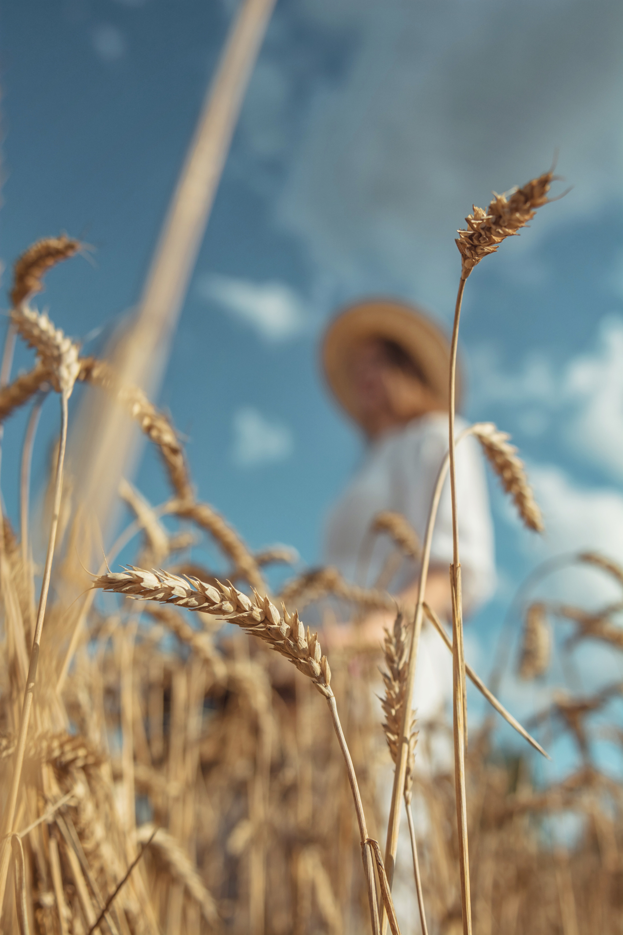 Анна и Александр. Семейная фотосессия в поле. Портретный фотограф в Санкт-Петербурге Дмитриева Наталия