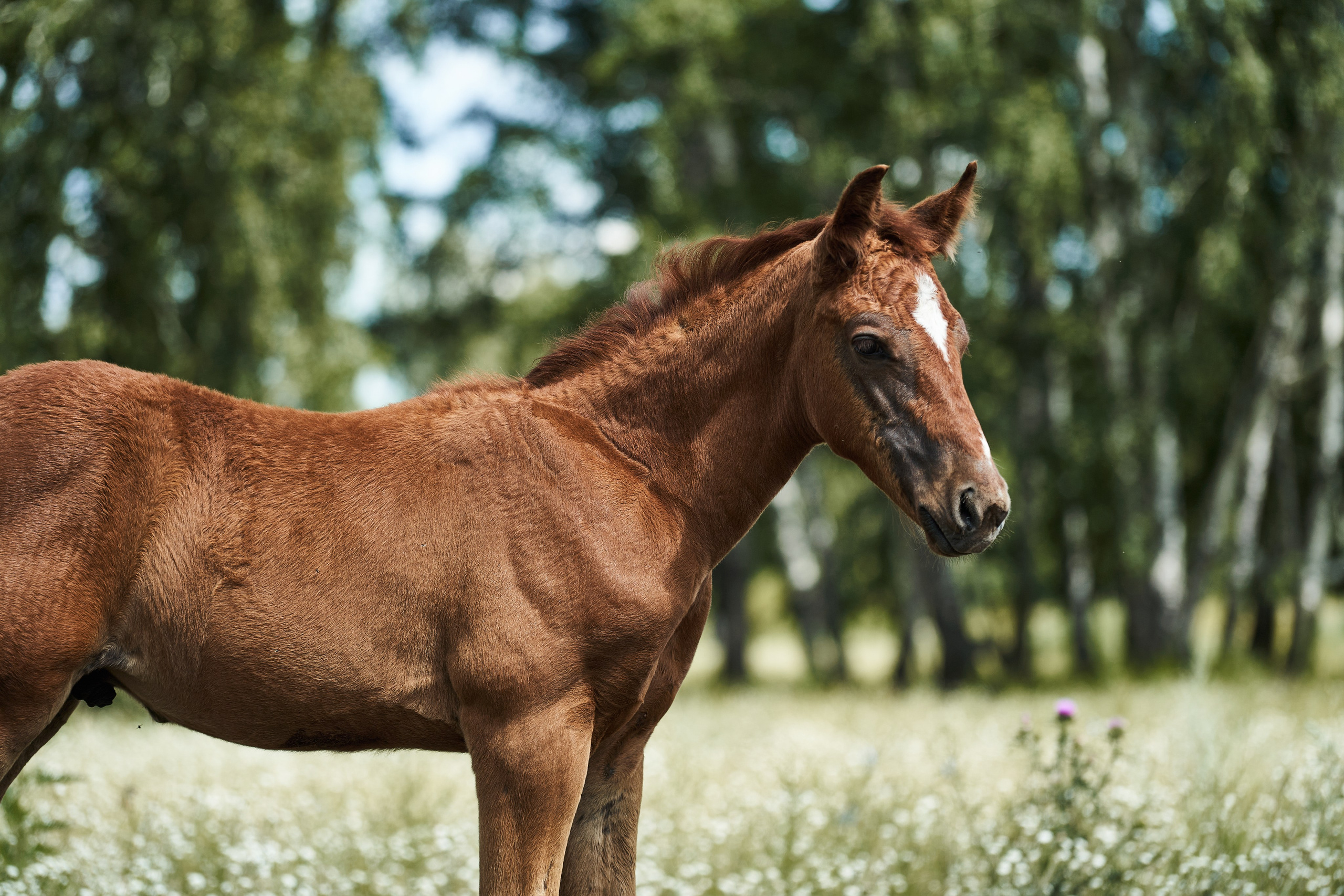 Жеребята КСОЦ «Свобода». Фотосессии с лошадьми в Москве, Новосибирске