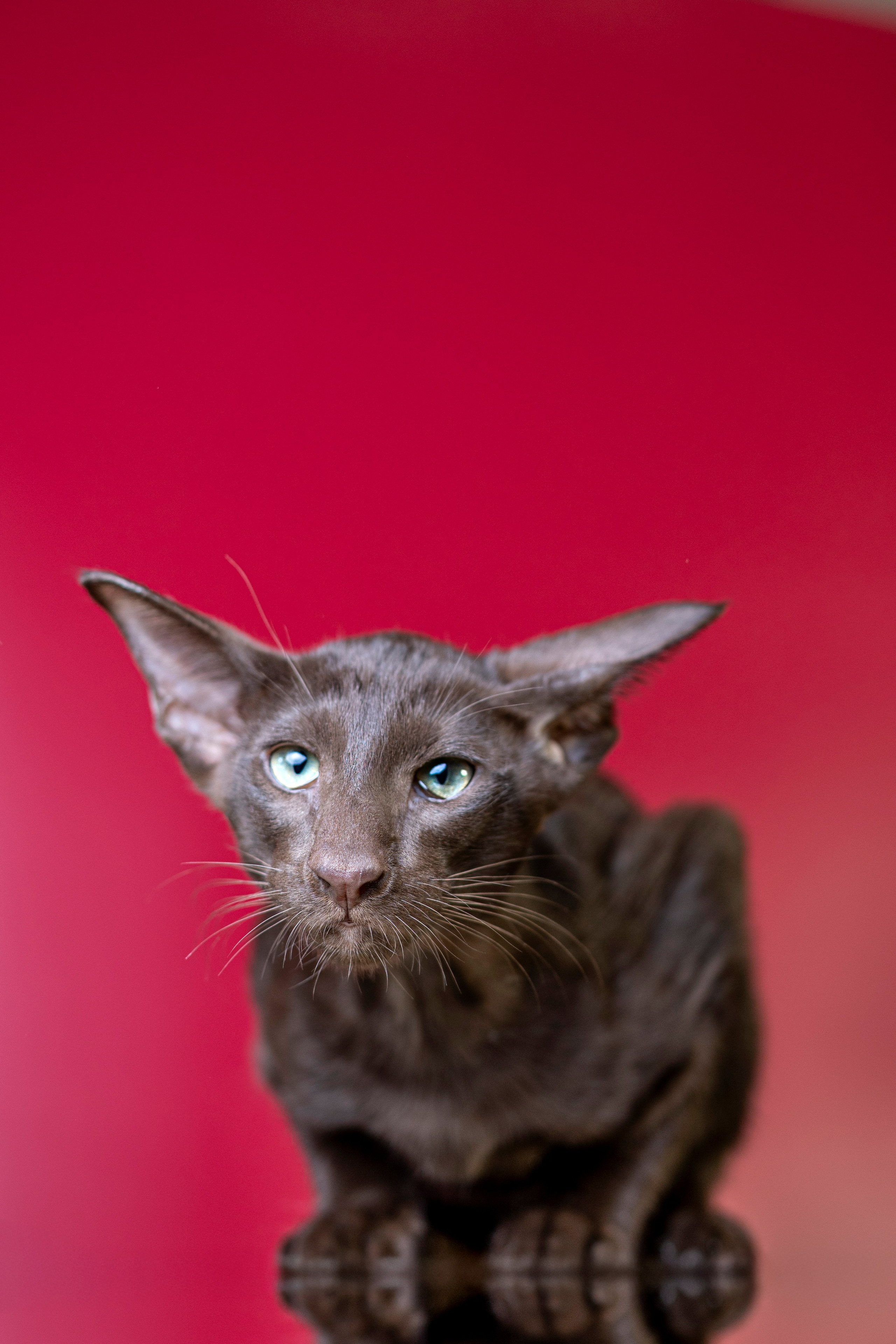 Божественные Ориенталы. Фотограф анималист в Санкт-Петербурге Таша Крейв