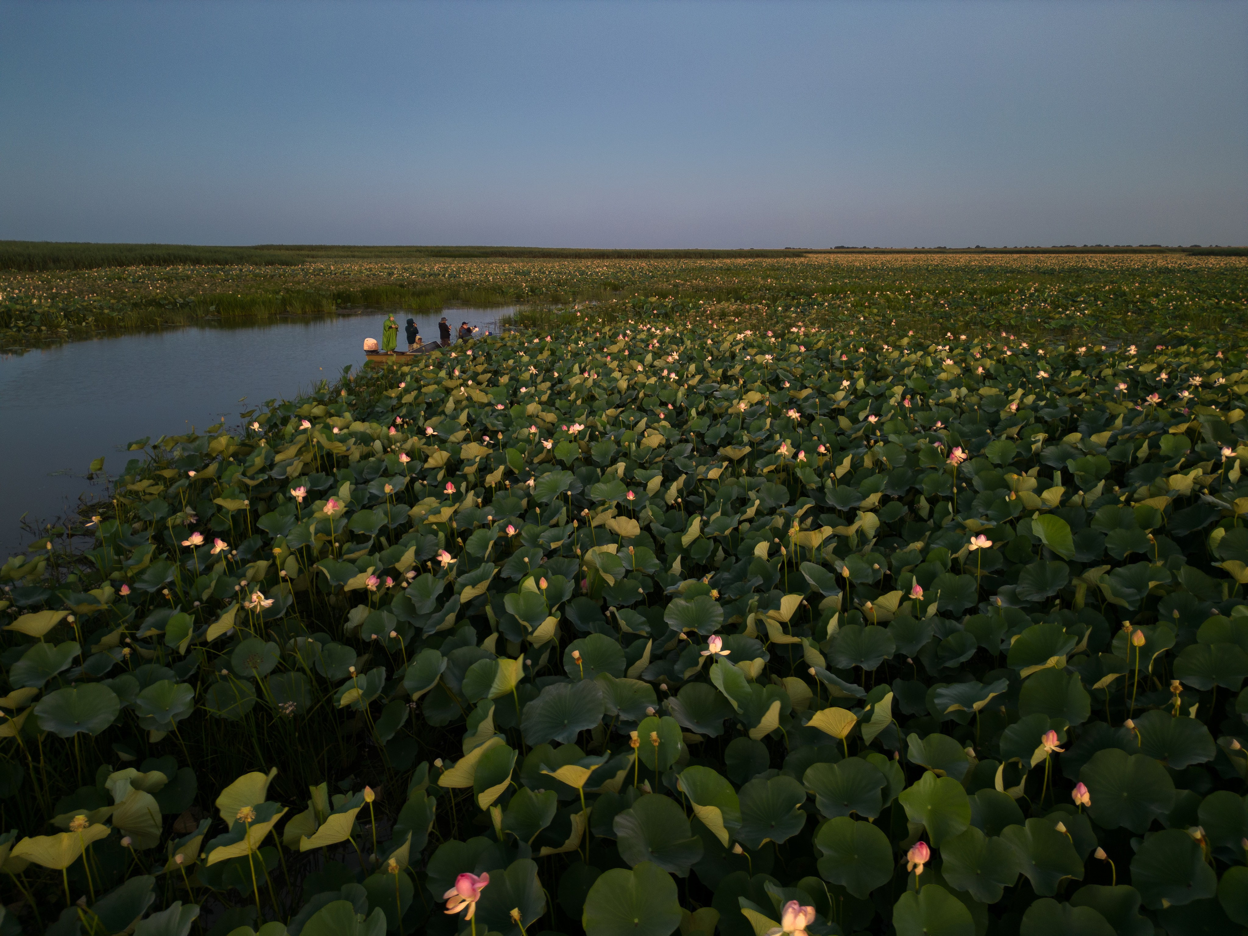 Золотые лотосы. Июль