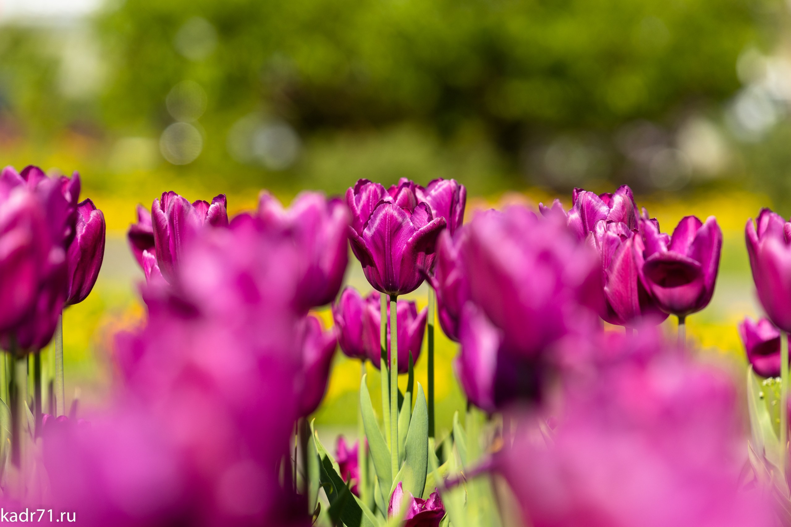 Пересечение улицы Дмитрия Ульянова и Красноармейского проспекта. Фотограф в Туле Крупский АнДРей. Фотостудия «КАДР71» в Туле