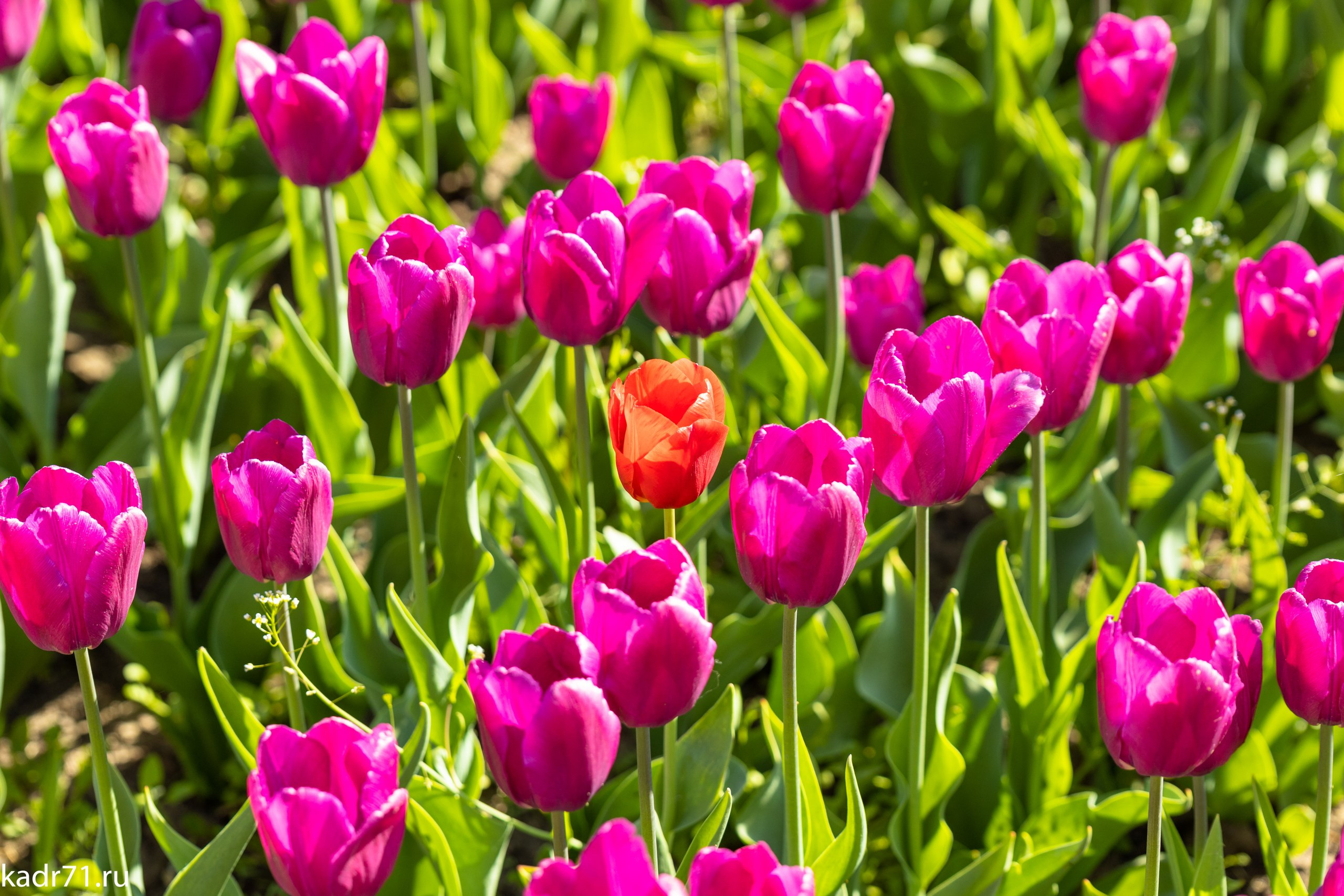Пересечение улицы Дмитрия Ульянова и Красноармейского проспекта. Фотограф в Туле Крупский АнДРей. Фотостудия «КАДР71» в Туле