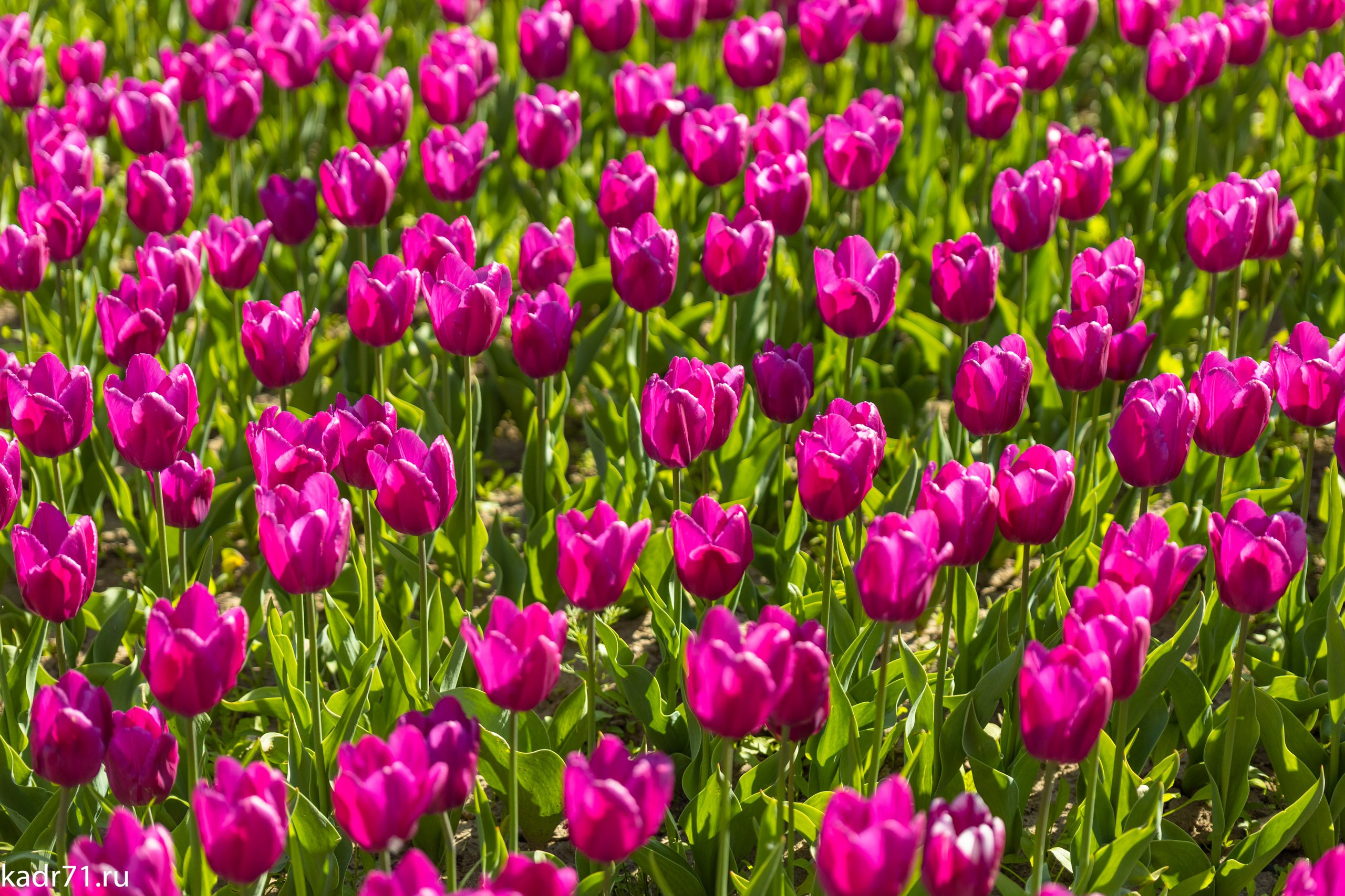 Пересечение улицы Дмитрия Ульянова и Красноармейского проспекта. Фотограф в Туле Крупский АнДРей. Фотостудия «КАДР71» в Туле