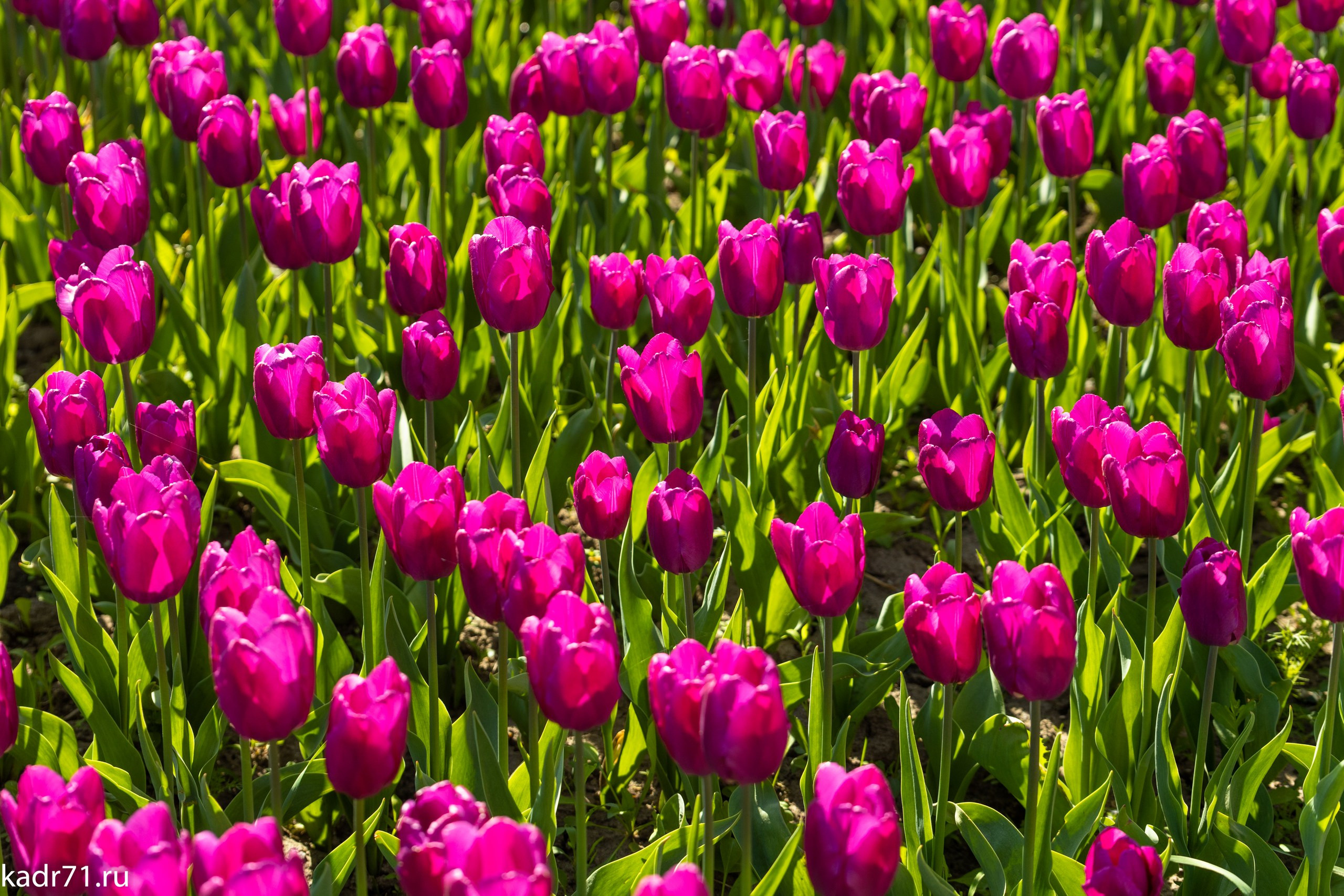 Пересечение улицы Дмитрия Ульянова и Красноармейского проспекта. Фотограф в Туле Крупский АнДРей. Фотостудия «КАДР71» в Туле