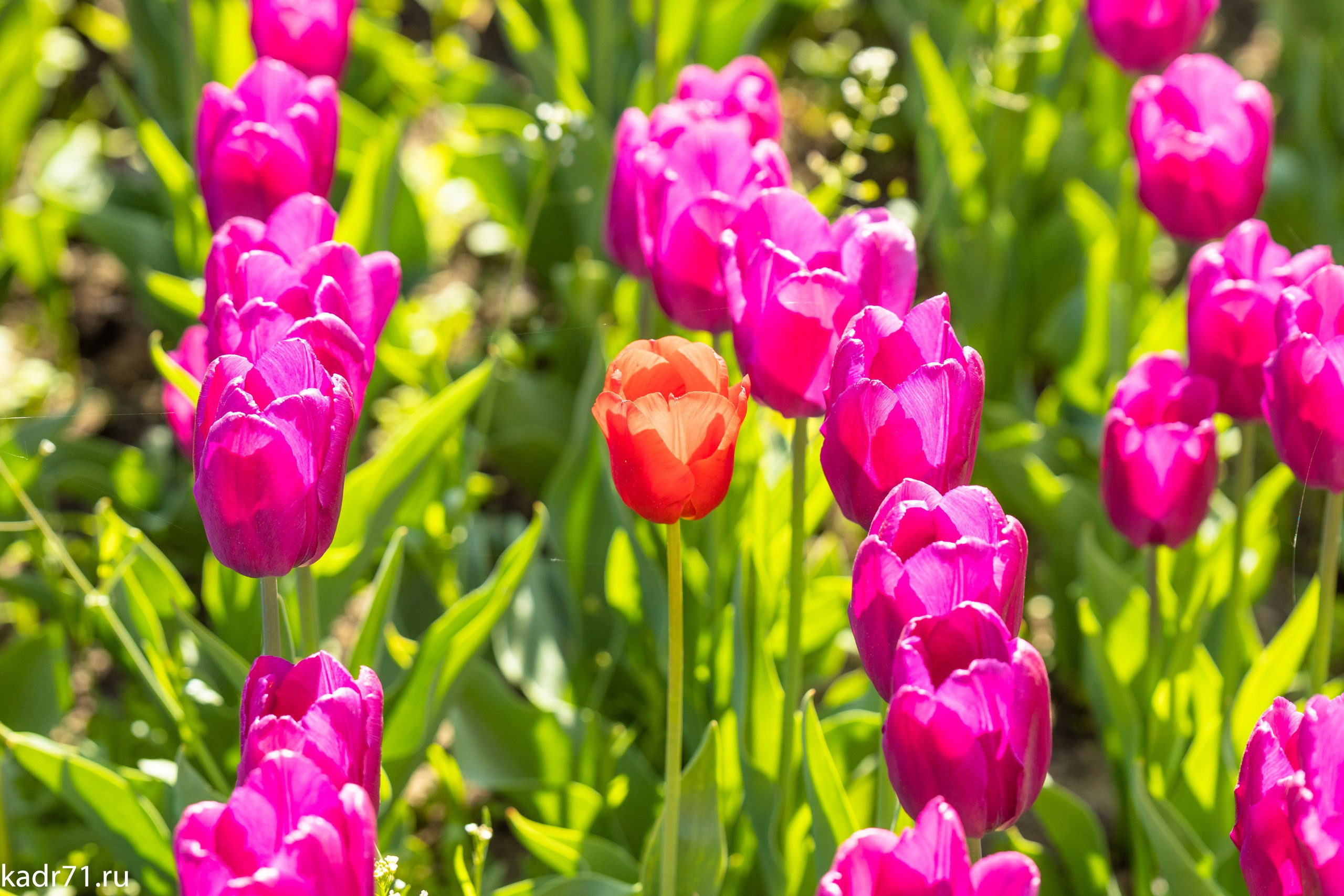 Пересечение улицы Дмитрия Ульянова и Красноармейского проспекта. Фотограф в Туле Крупский АнДРей. Фотостудия «КАДР71» в Туле